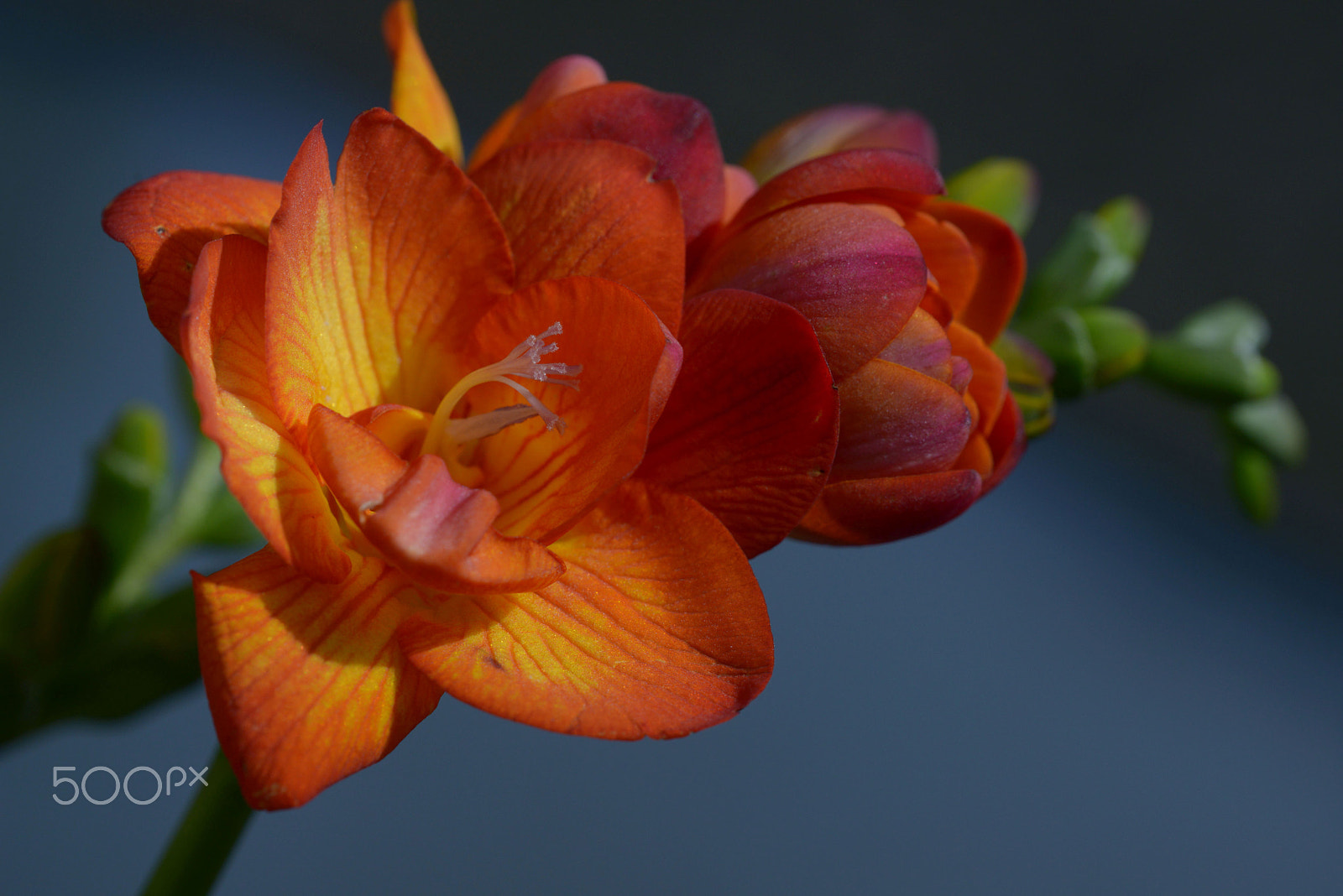 Sigma 150mm F2.8 EX DG OS Macro HSM sample photo. Freesie photography