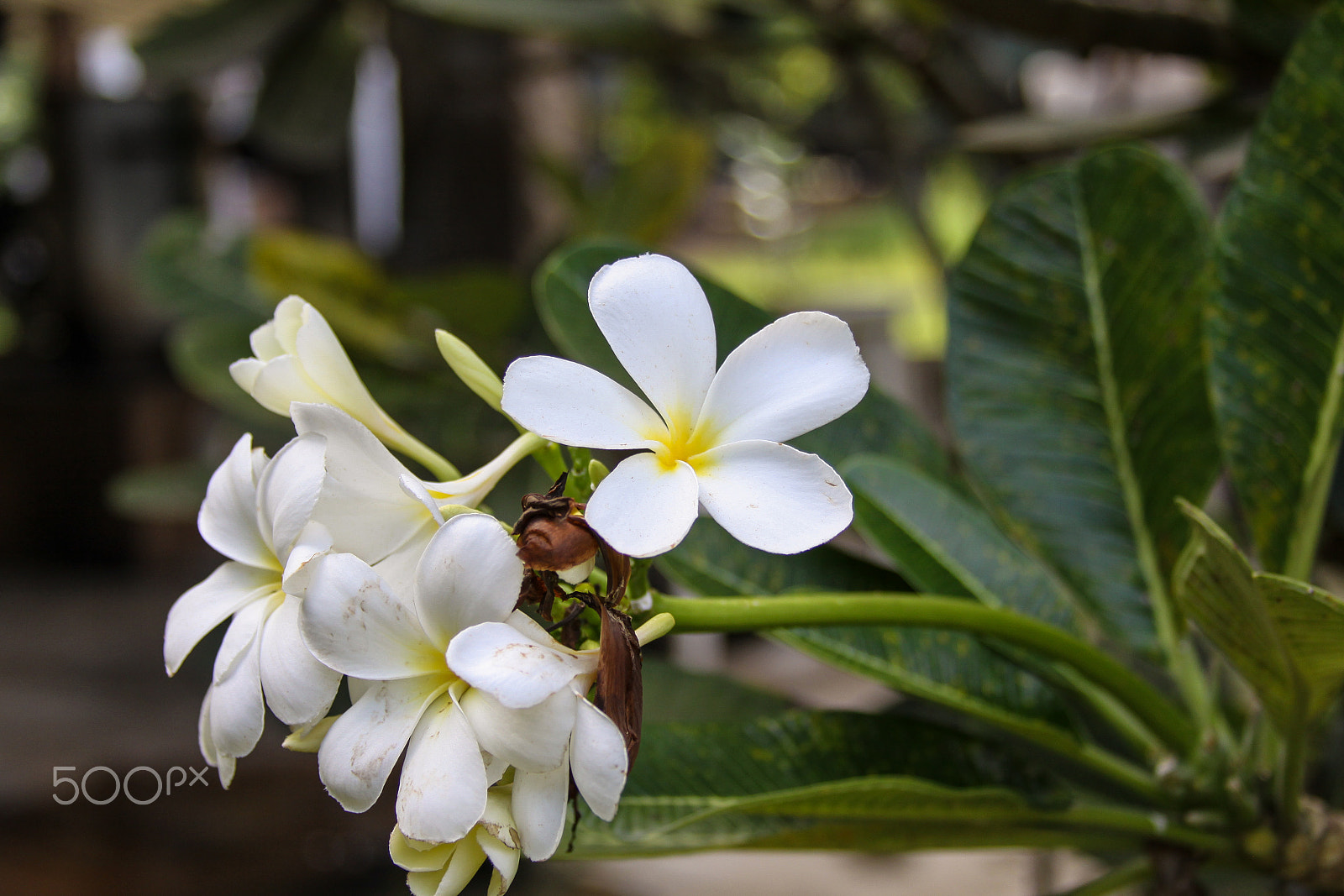 Canon EF 28-135mm F3.5-5.6 IS USM sample photo. Flower southern india photography
