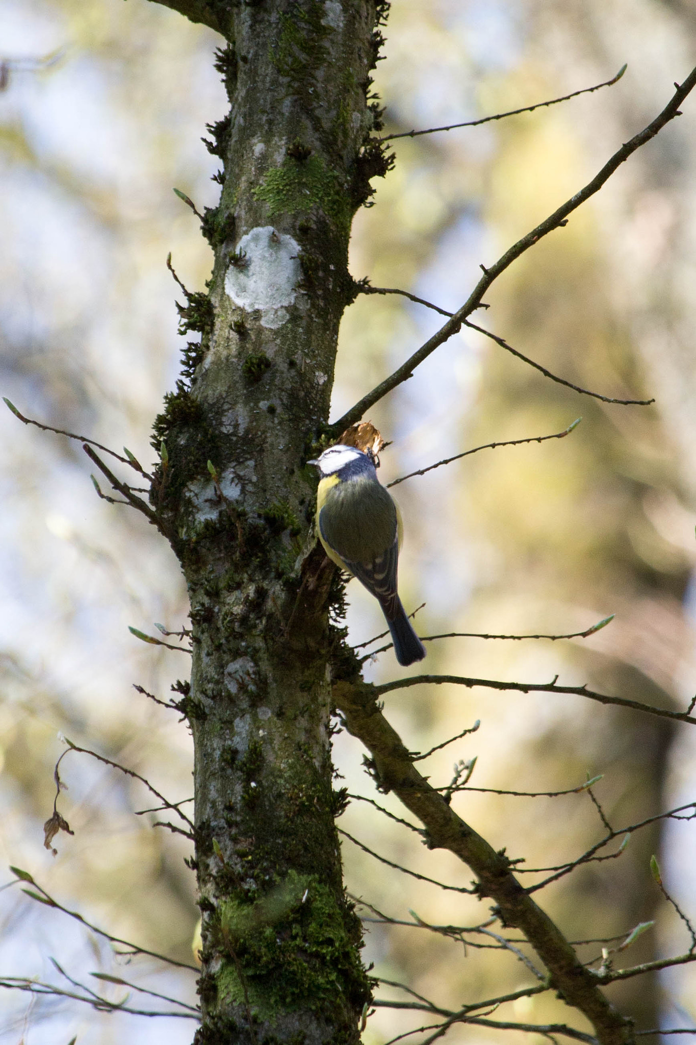 Canon EF-S 55-250mm F4-5.6 IS STM sample photo. Vogel photography