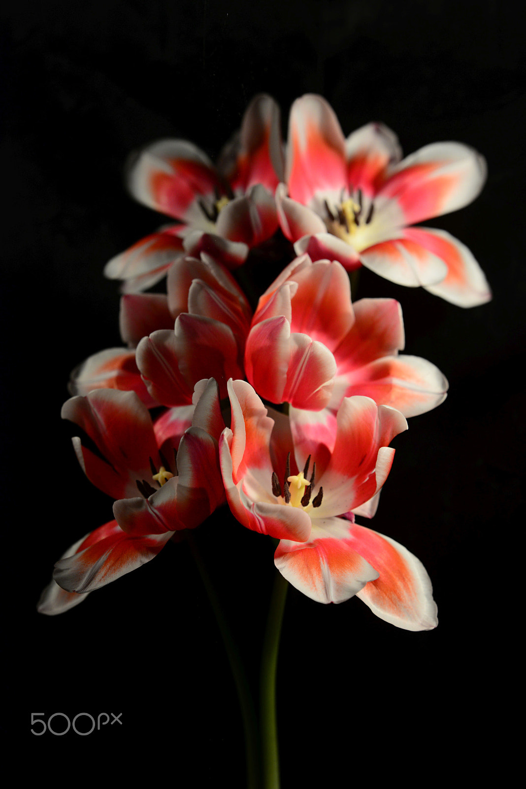 Nikon D800 + Sigma 150mm F2.8 EX DG OS Macro HSM sample photo. Tulpen photography