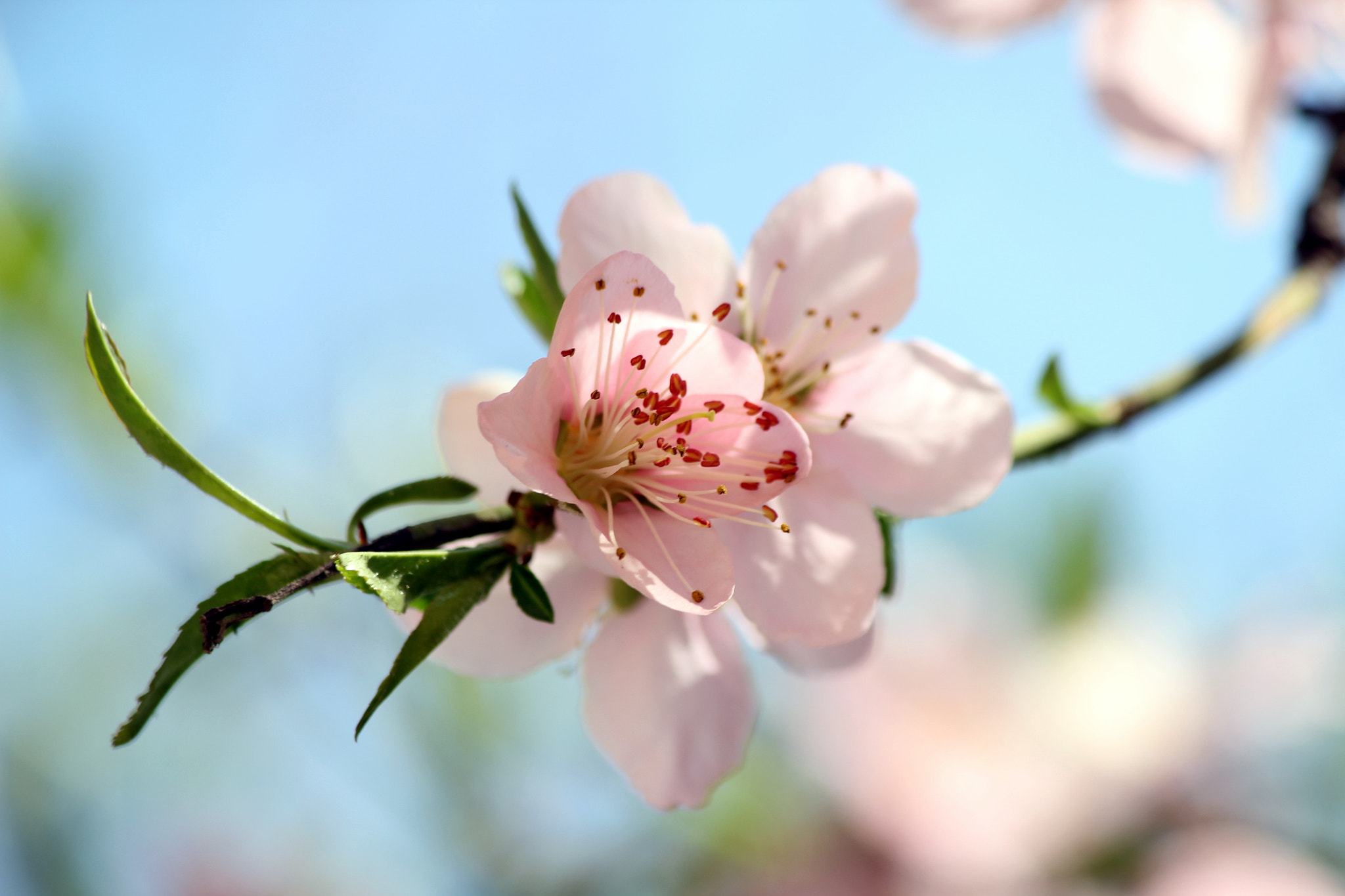 Canon EF-S 55-250mm F4-5.6 IS II sample photo. 桃之夭夭 photography