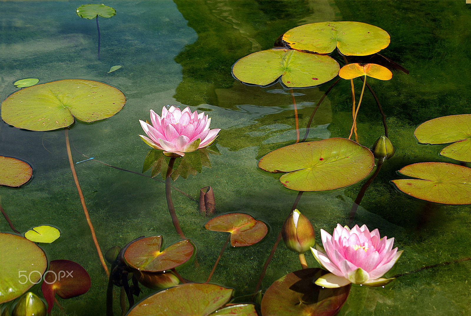 Pentax K10D sample photo. Waterlilies photography