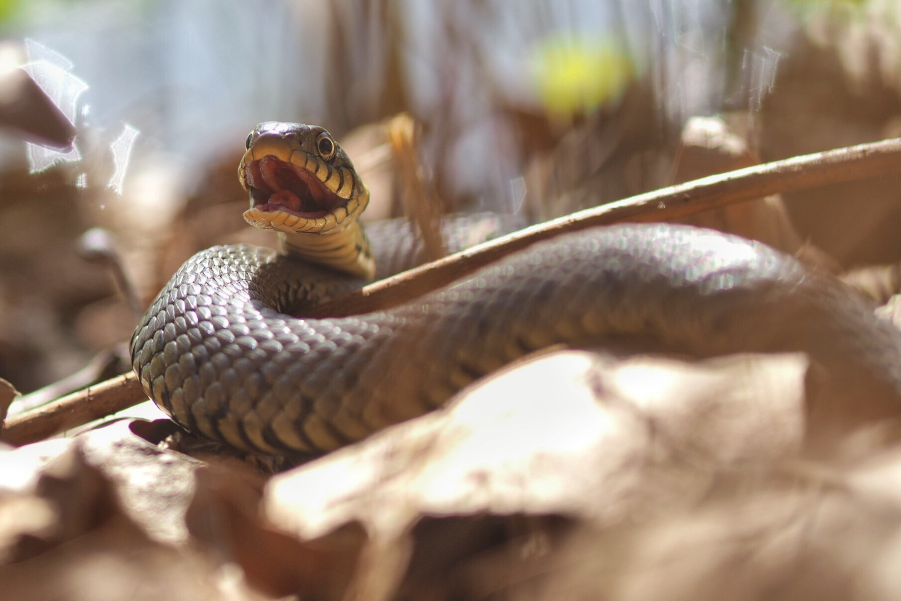 Olympus OM-D E-M1 Mark II sample photo. Grass snake photography