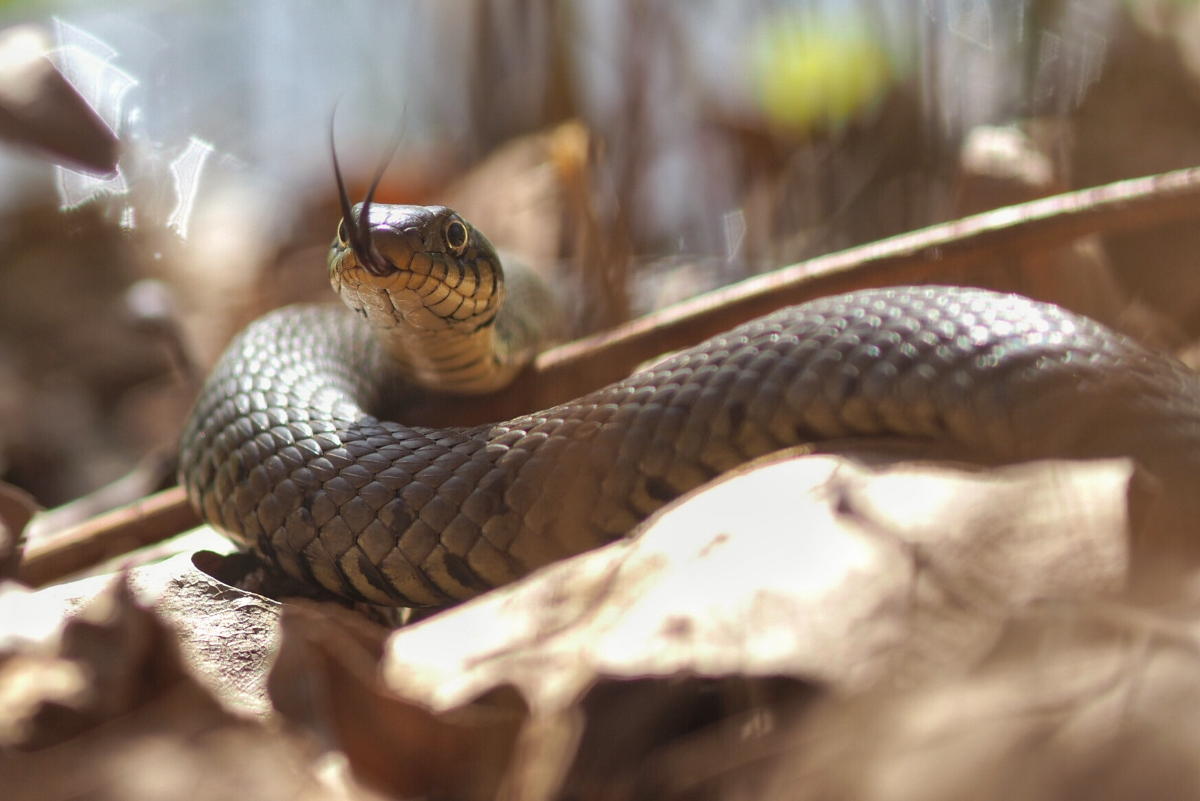 Olympus OM-D E-M1 Mark II + Sigma 105mm F2.8 EX DG Macro sample photo. Grass snake photography