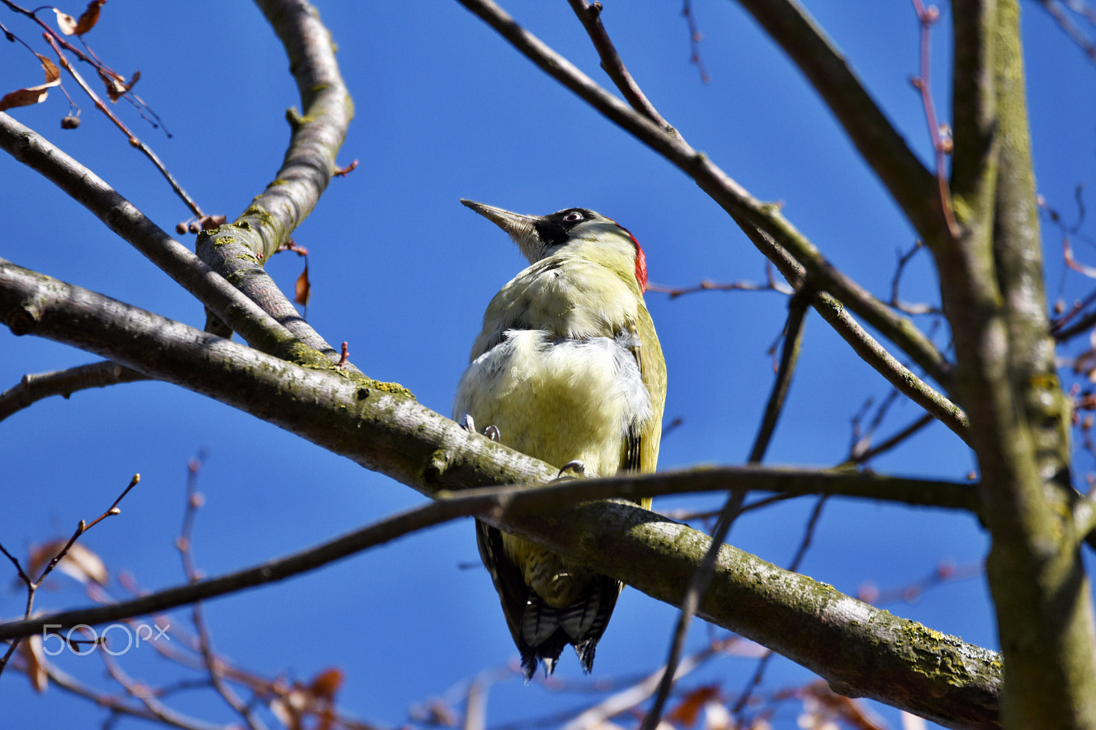 Sigma 150-600mm F5-6.3 DG OS HSM | C sample photo. European green woodpecker photography