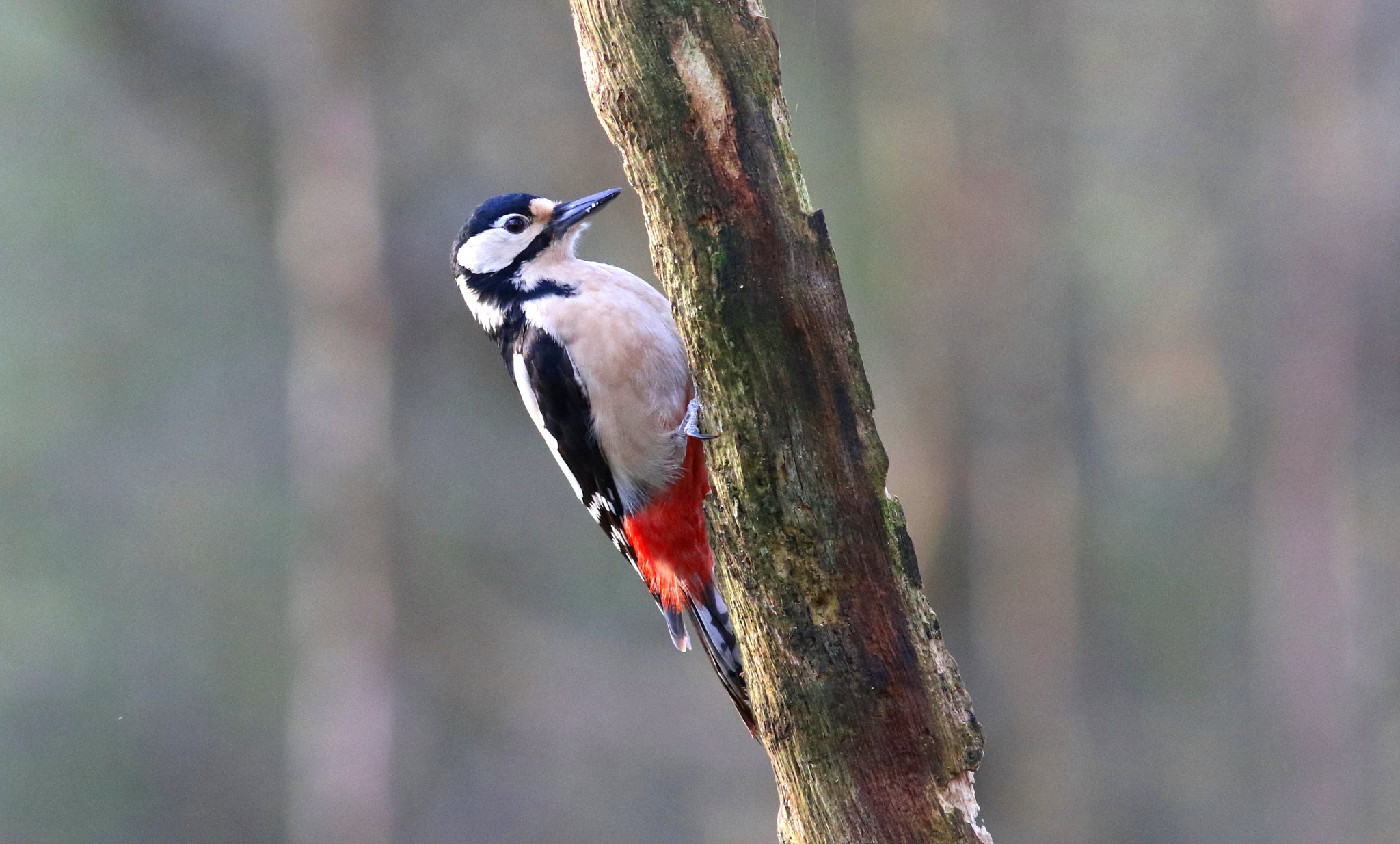 Canon EF 300mm F4L IS USM sample photo. Gsw photography