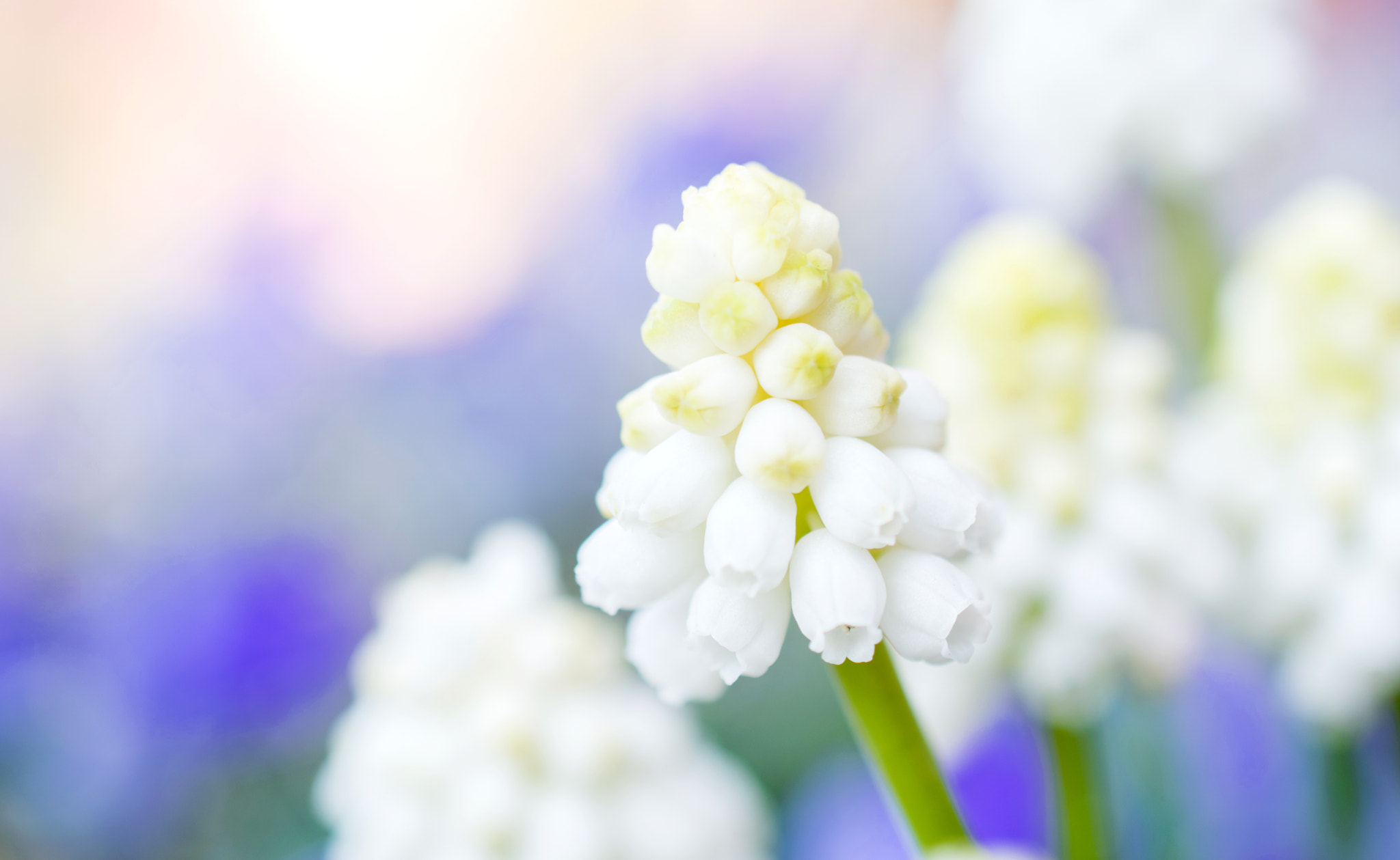Nikon AF-S DX Micro Nikkor 40mm F2.8 sample photo. Muscari white magic photography
