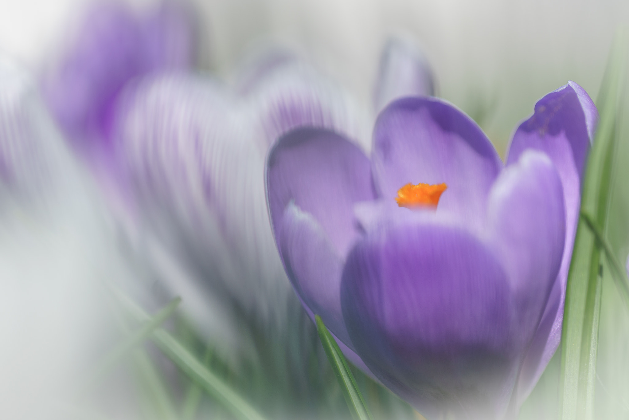Canon EF 100mm F2.8L Macro IS USM sample photo. Crocus time ! photography