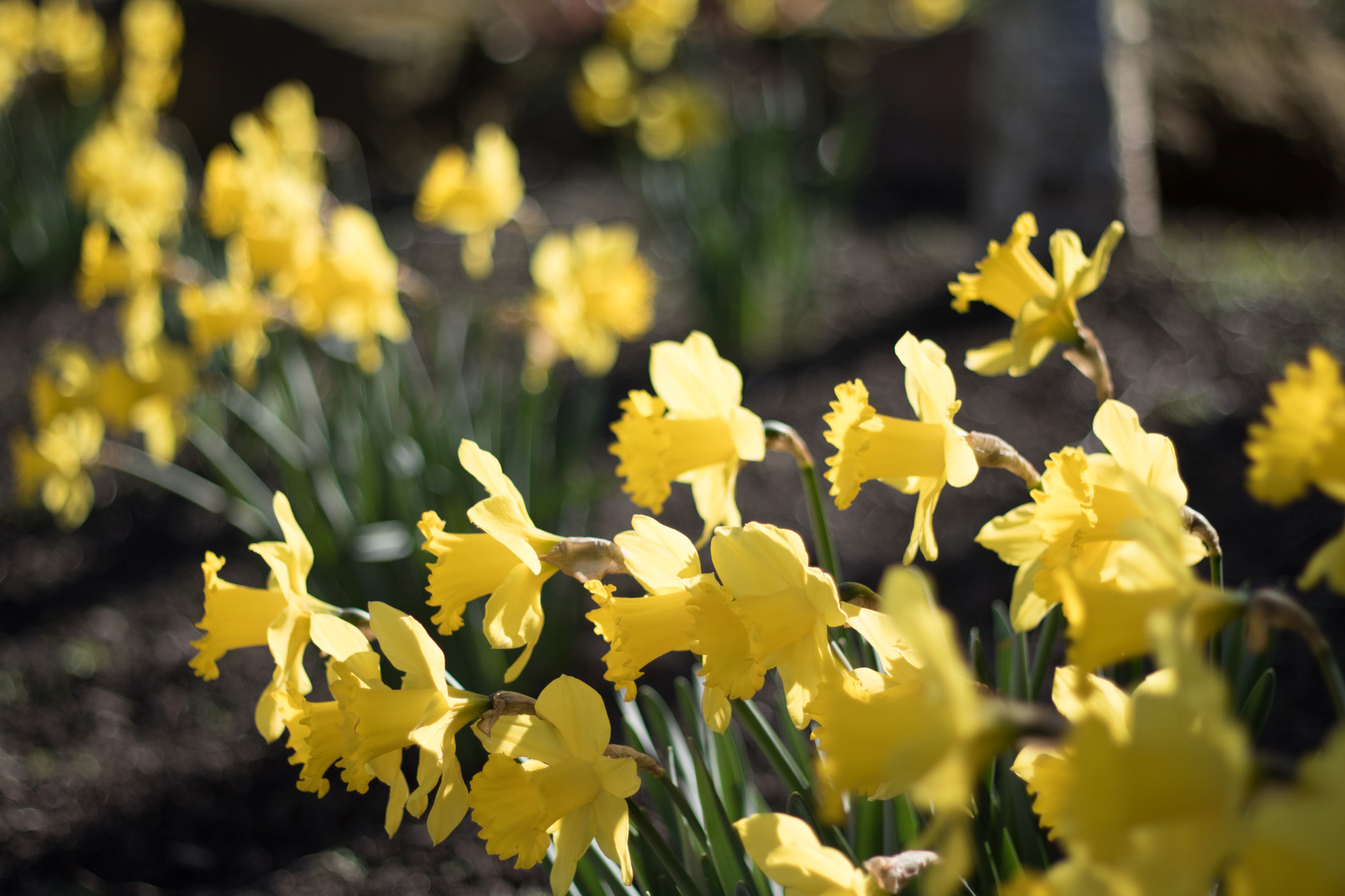 Canon EOS 760D (EOS Rebel T6s / EOS 8000D) + Canon EF 50mm F1.8 II sample photo. Daffodils photography