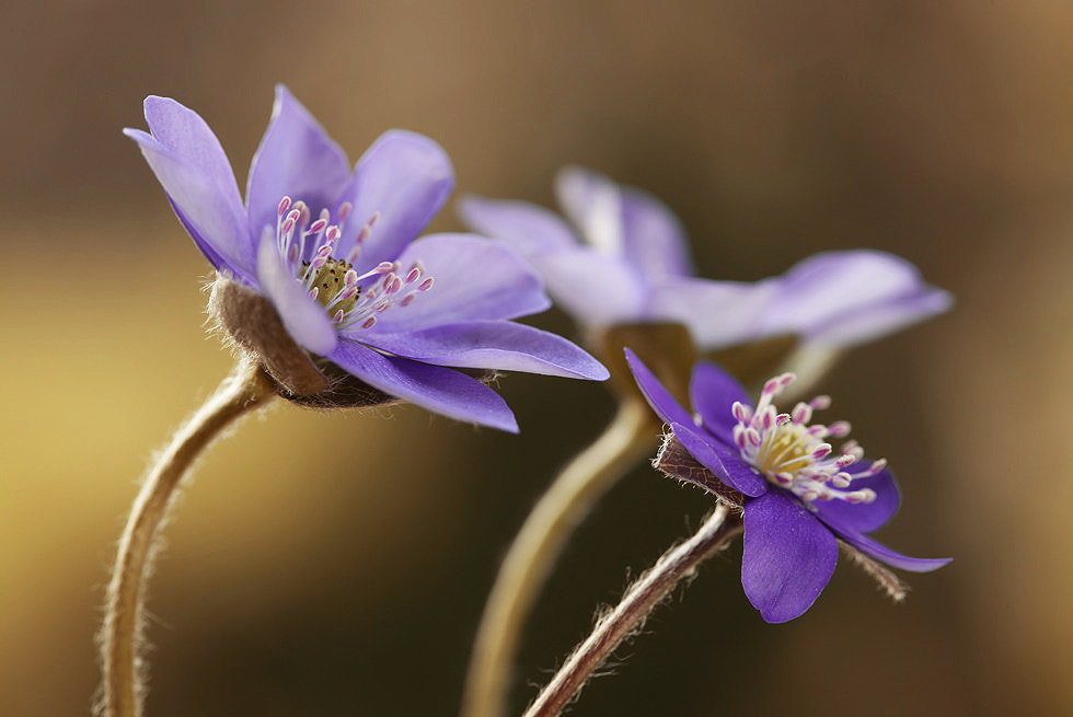 Canon EF 100mm F2.8 Macro USM sample photo. Hepatica nobilis photography