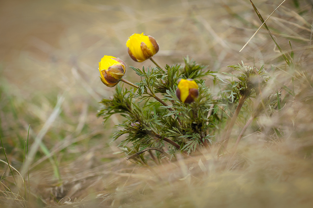 Nikon AF-S Nikkor 70-200mm F4G ED VR sample photo. Адонис весенний ( adonis vernalis) photography