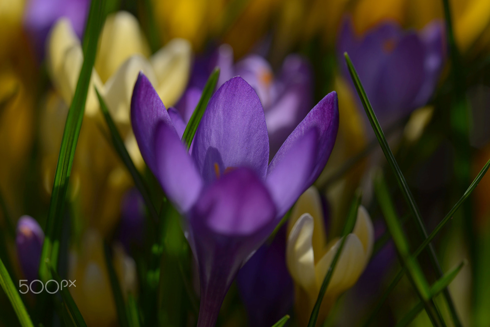 Nikon D800 + Sigma 150mm F2.8 EX DG OS Macro HSM sample photo. Krokus photography