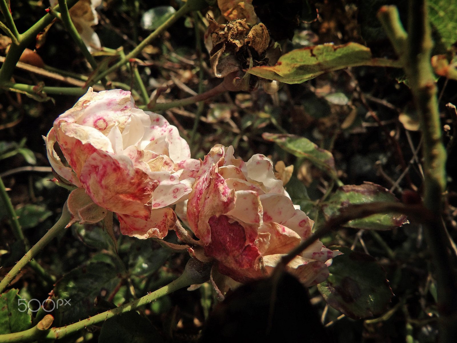 Ricoh PENTAX XG-1 sample photo. Beautiful wild roses photography