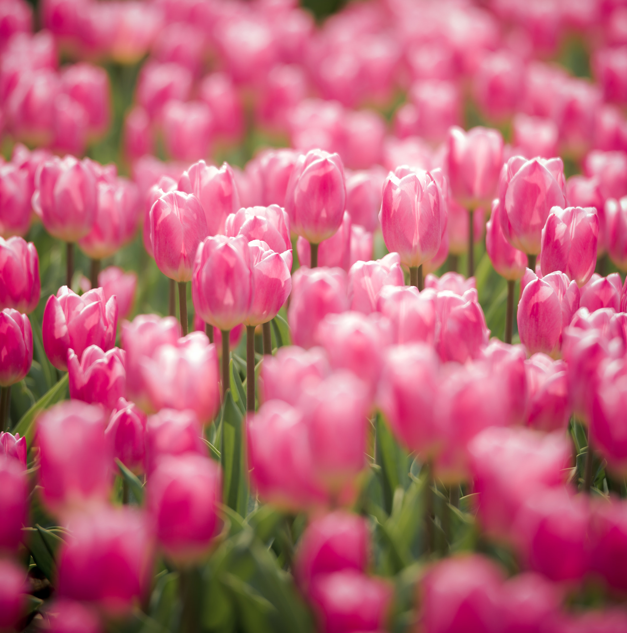 Pentax D FA* 70-200mm F2.8ED DC AW sample photo. Pink tulips photography