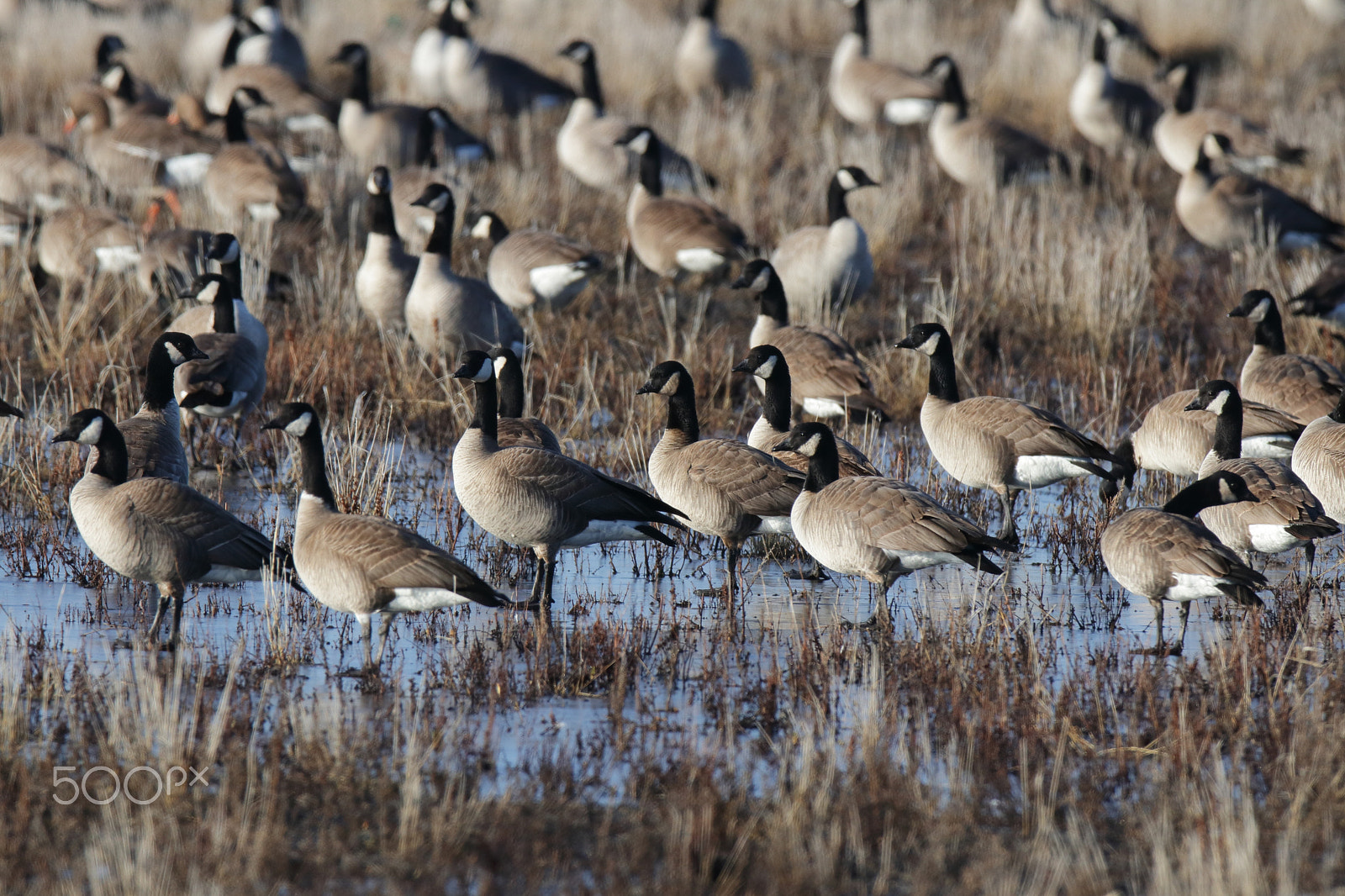 Canon EF 600mm f/4L IS sample photo. Canada geese photography