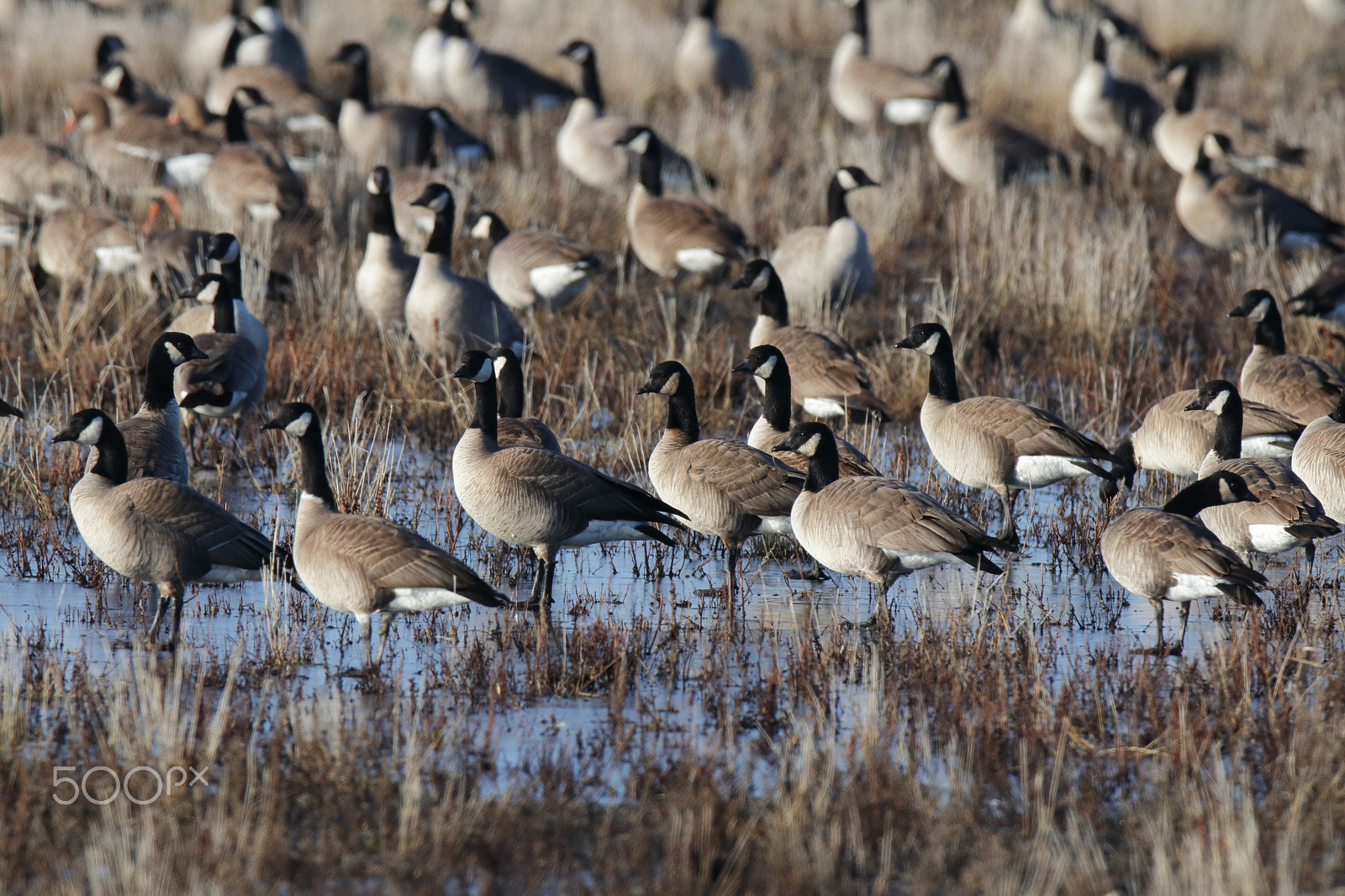 Canon EOS 80D + Canon EF 600mm f/4L IS sample photo. Canada geese photography