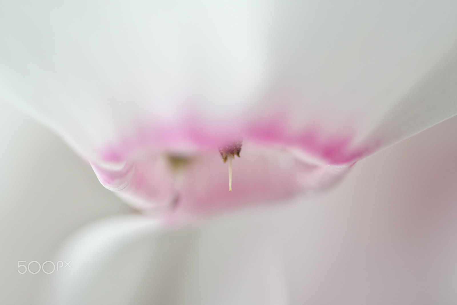 Nikon D500 sample photo. Killing me softly photography