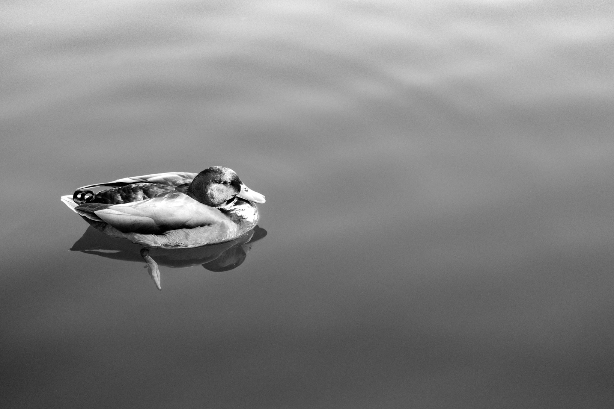 Fujifilm X-T2 sample photo. Lone swimmer photography