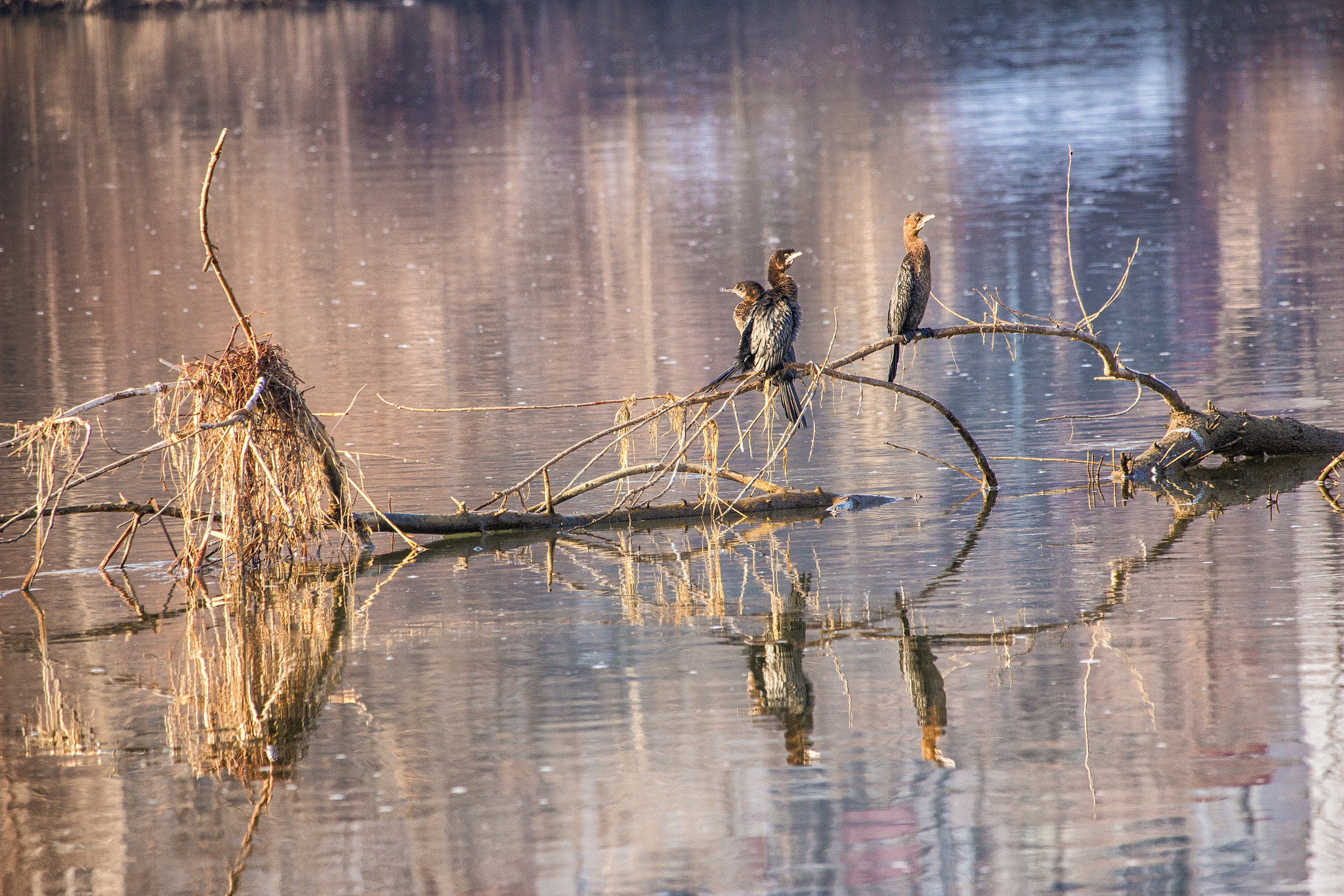 Canon EF-S 55-250mm F4-5.6 IS STM sample photo. _-*-* photography