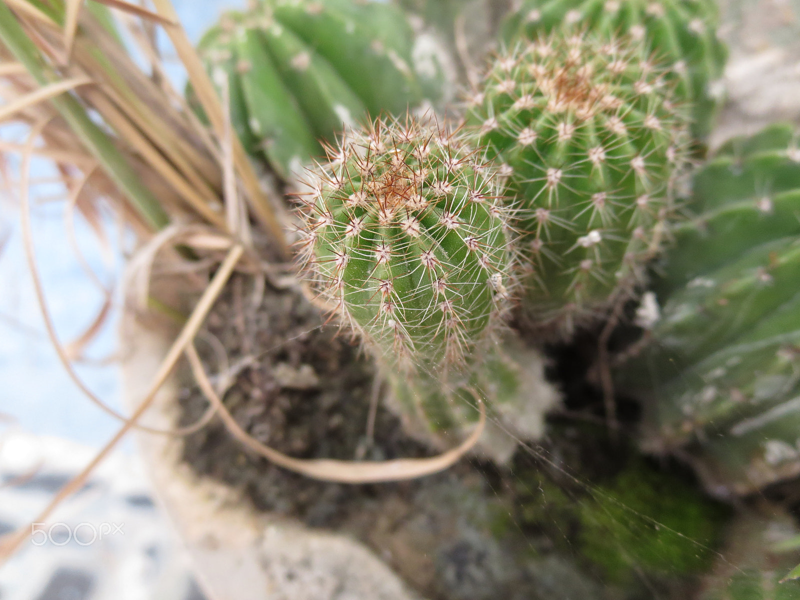 Canon PowerShot ELPH 330 HS (IXUS 255 HS / IXY 610F) sample photo. Twins cacti photography