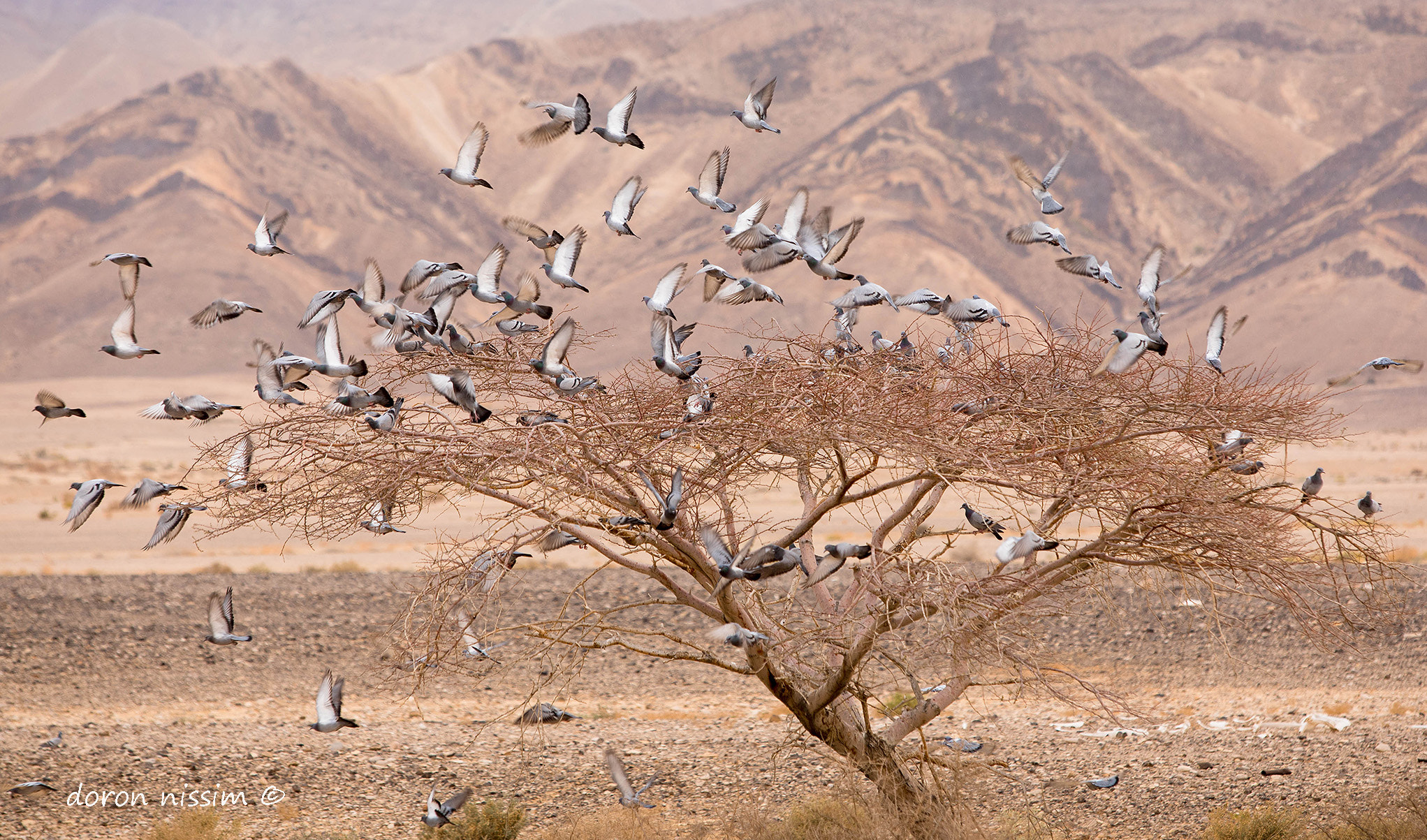 Canon EF 70-200mm F2.8L USM sample photo. Wish tree photography