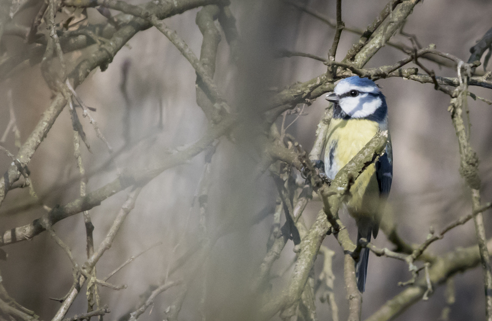 Canon EF 100-400mm F4.5-5.6L IS USM sample photo. Cinciarella photography