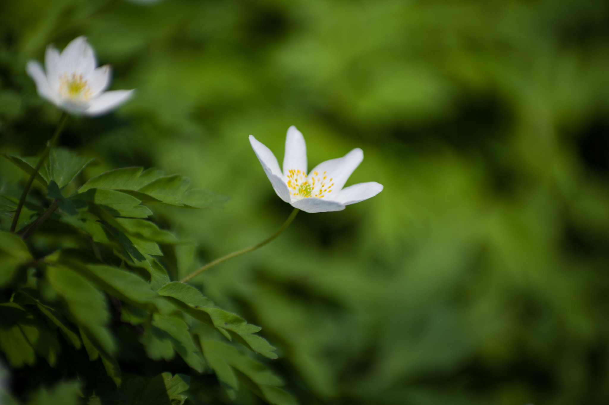 Pentax smc DA* 50-135mm F2.8 ED (IF) SDM sample photo. White flower photography