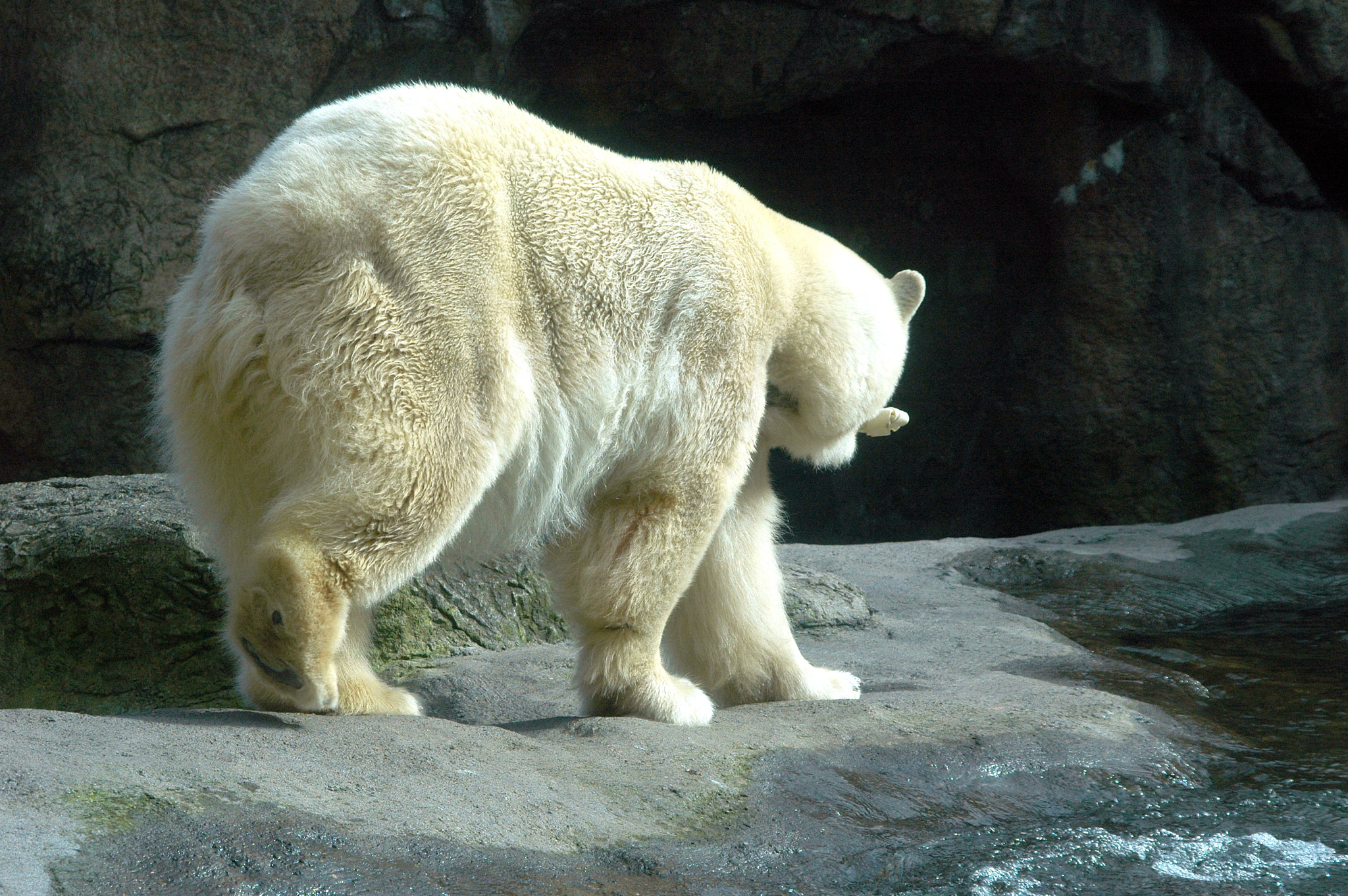 Nikon D70 + Tamron AF 28-300mm F3.5-6.3 XR Di LD Aspherical (IF) Macro sample photo. Polar bear. photography