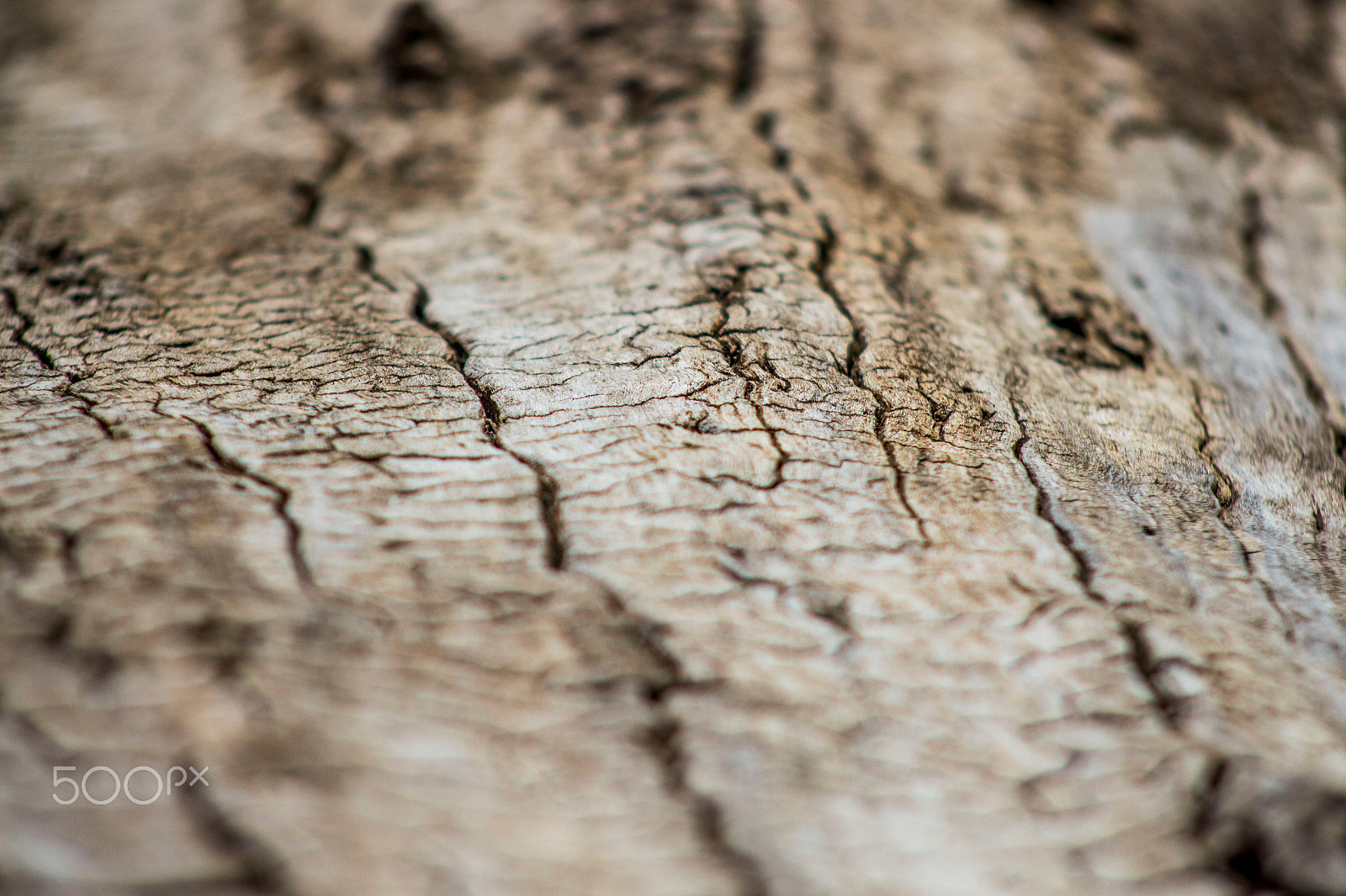 Canon EOS 700D (EOS Rebel T5i / EOS Kiss X7i) sample photo. Drift wood on the trail photography