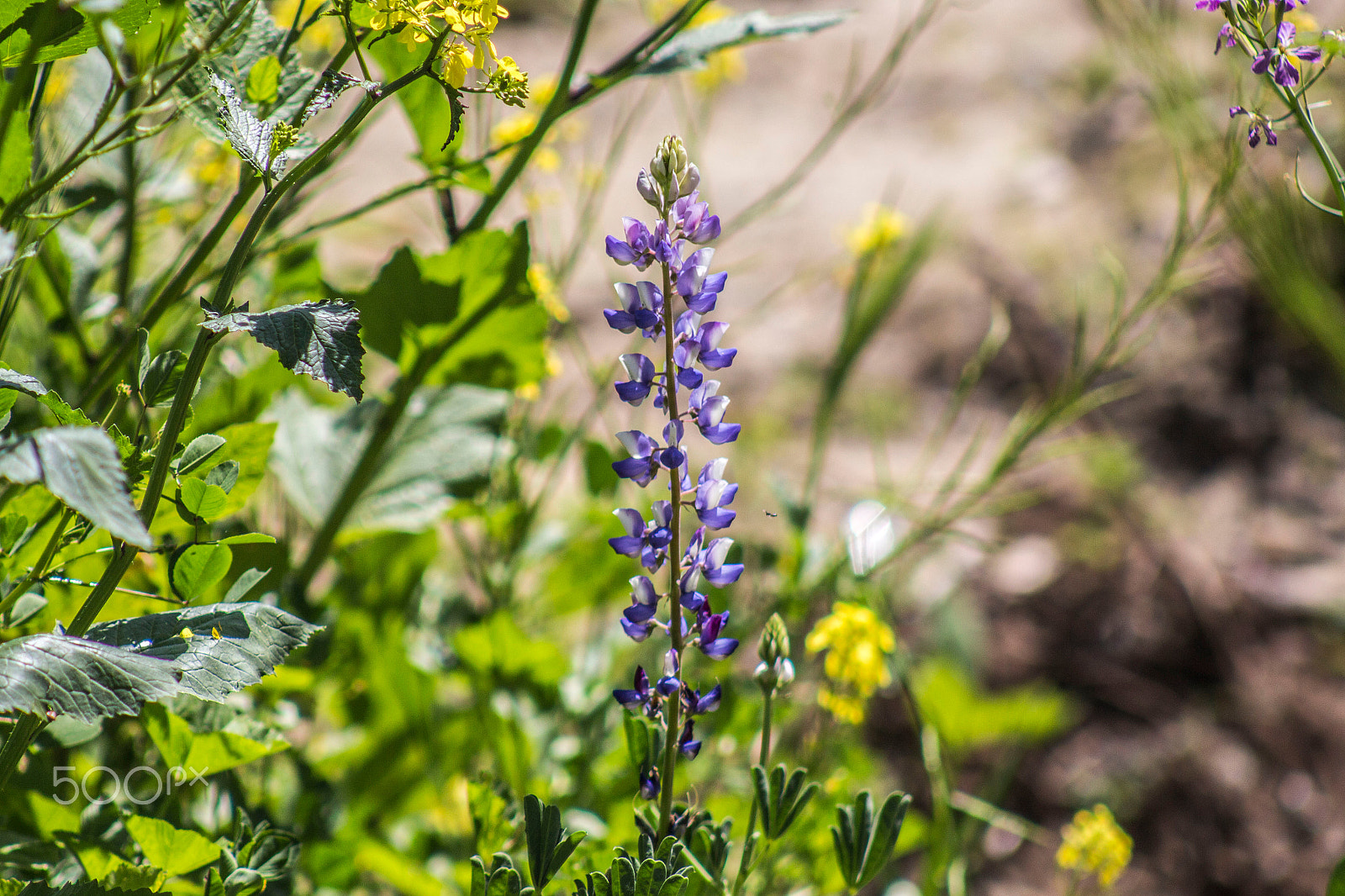 Canon EOS 700D (EOS Rebel T5i / EOS Kiss X7i) + EF75-300mm f/4-5.6 sample photo. Purple surrounded by yellow photography