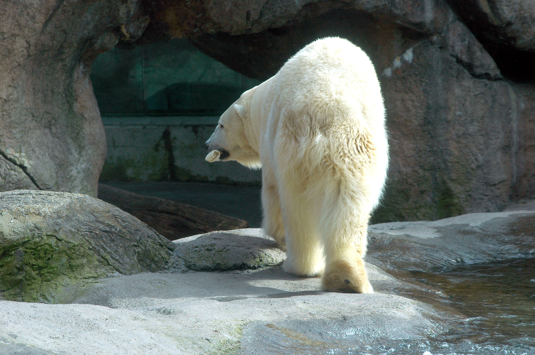 Nikon D70 sample photo. Polar bear. photography