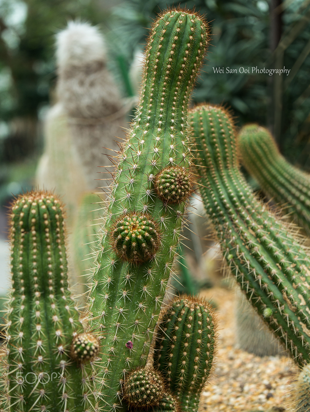 Panasonic Lumix DMC-GX7 sample photo. Cactus 03 photography