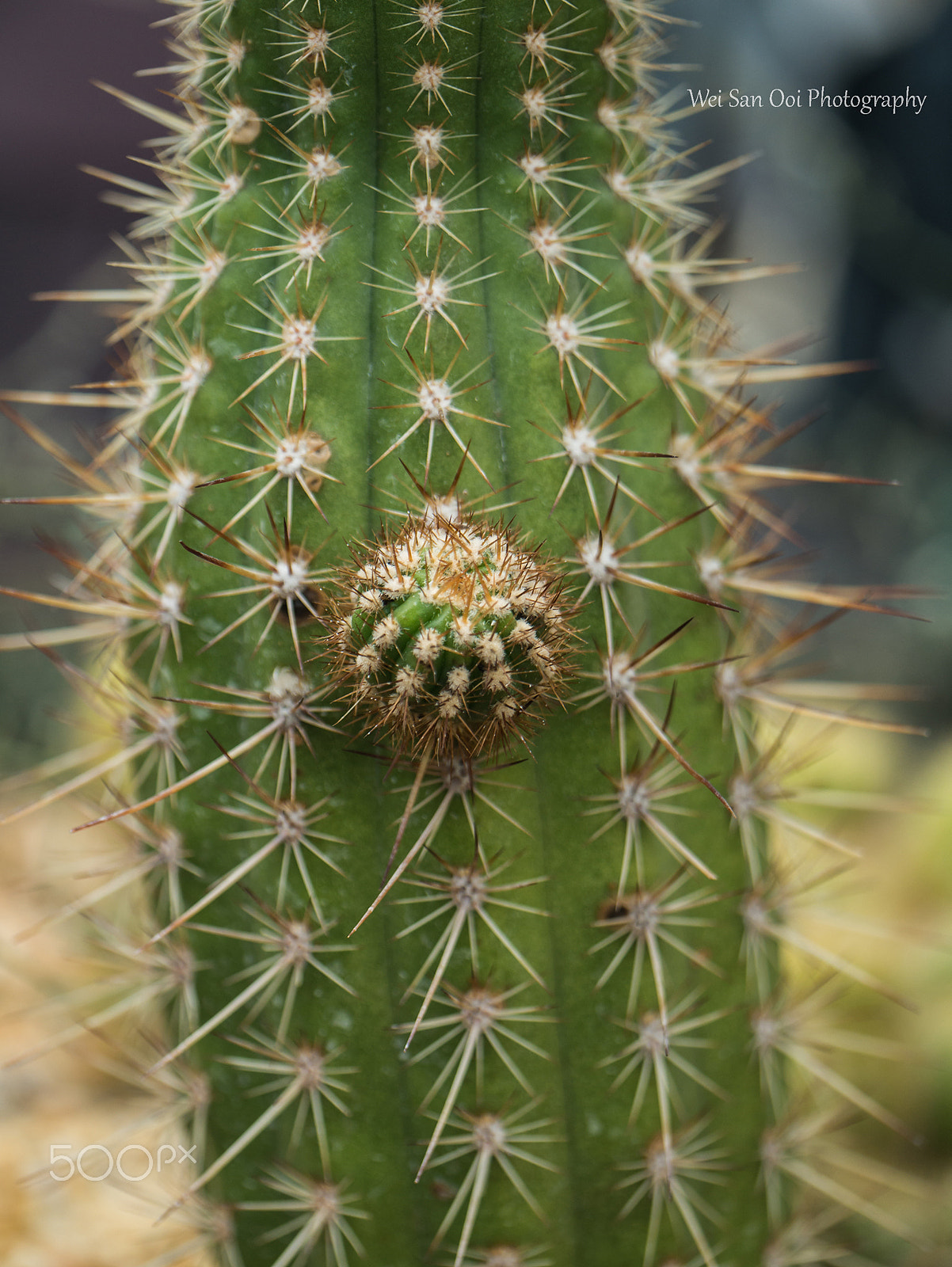 Panasonic Lumix DMC-GX7 sample photo. Cactus 04 photography