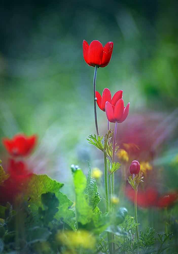 Sony 75-300mm F4.5-5.6 sample photo. ++++ photography