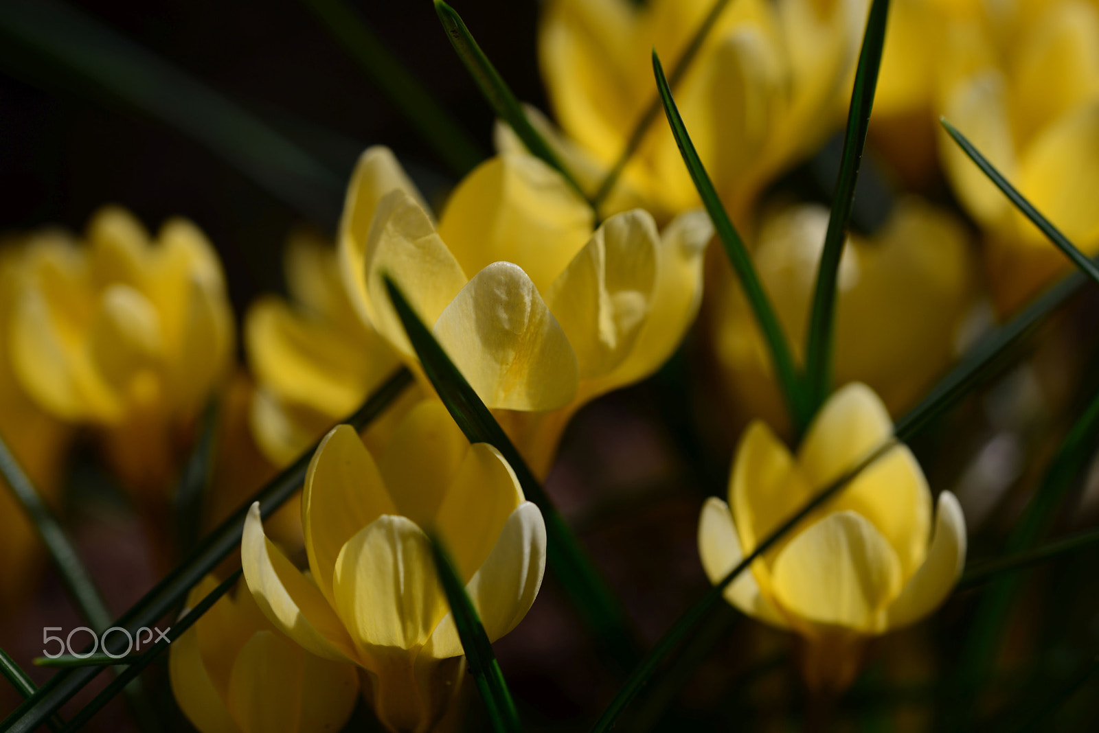 Nikon D800 + Sigma 150mm F2.8 EX DG OS Macro HSM sample photo. Krokus photography