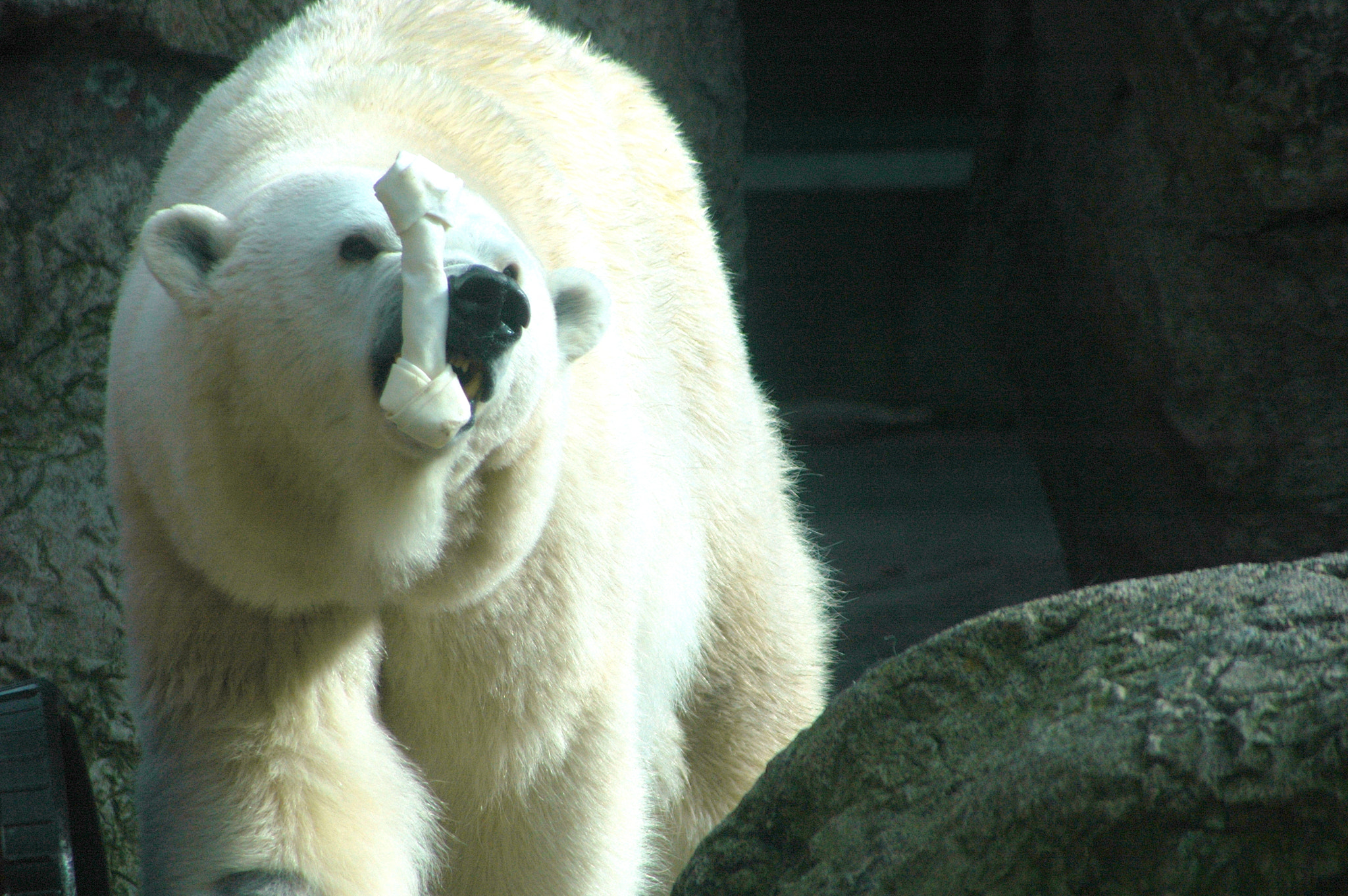 Nikon D70 + Tamron AF 28-300mm F3.5-6.3 XR Di LD Aspherical (IF) Macro sample photo. Polar bear. photography