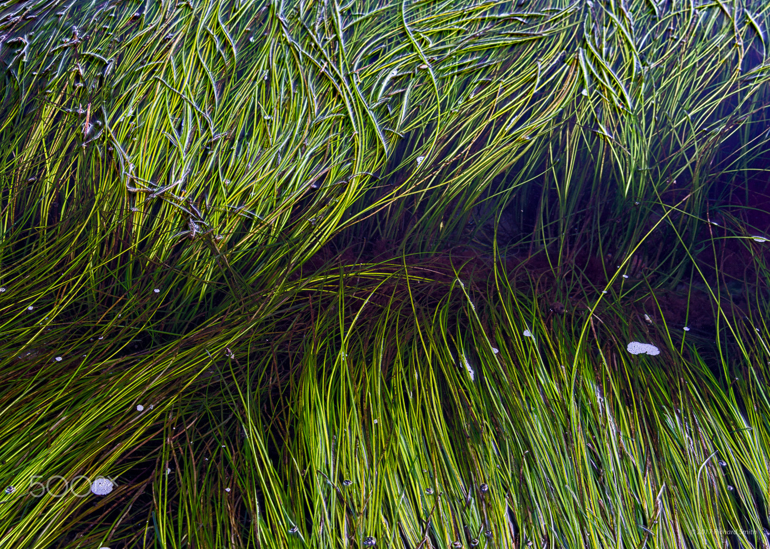 Nikon D600 sample photo. Sea grass in tidal pool photography