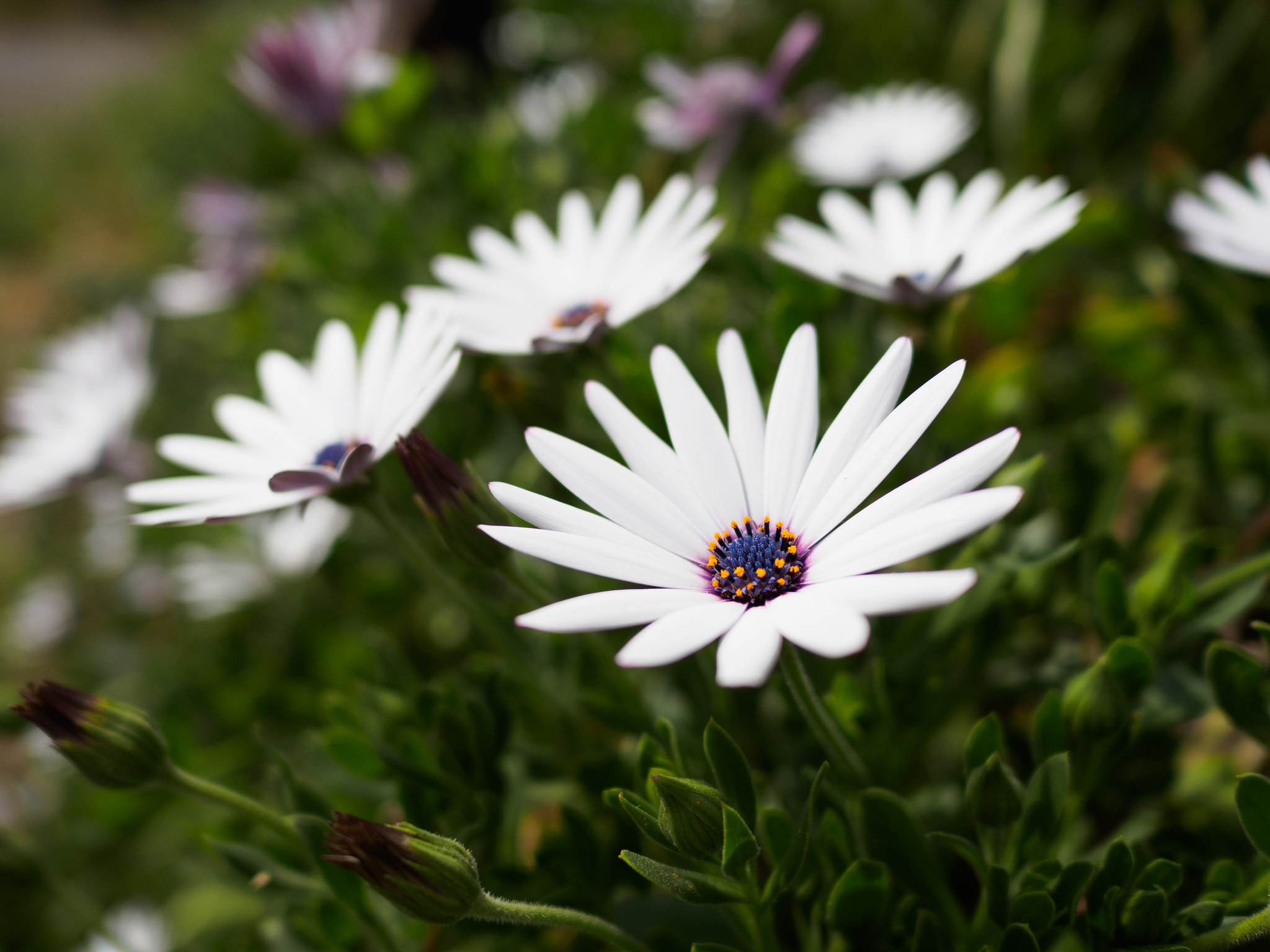 LEICA DG SUMMILUX 15/F1.7 sample photo. Dimorphotheca ecklonis photography