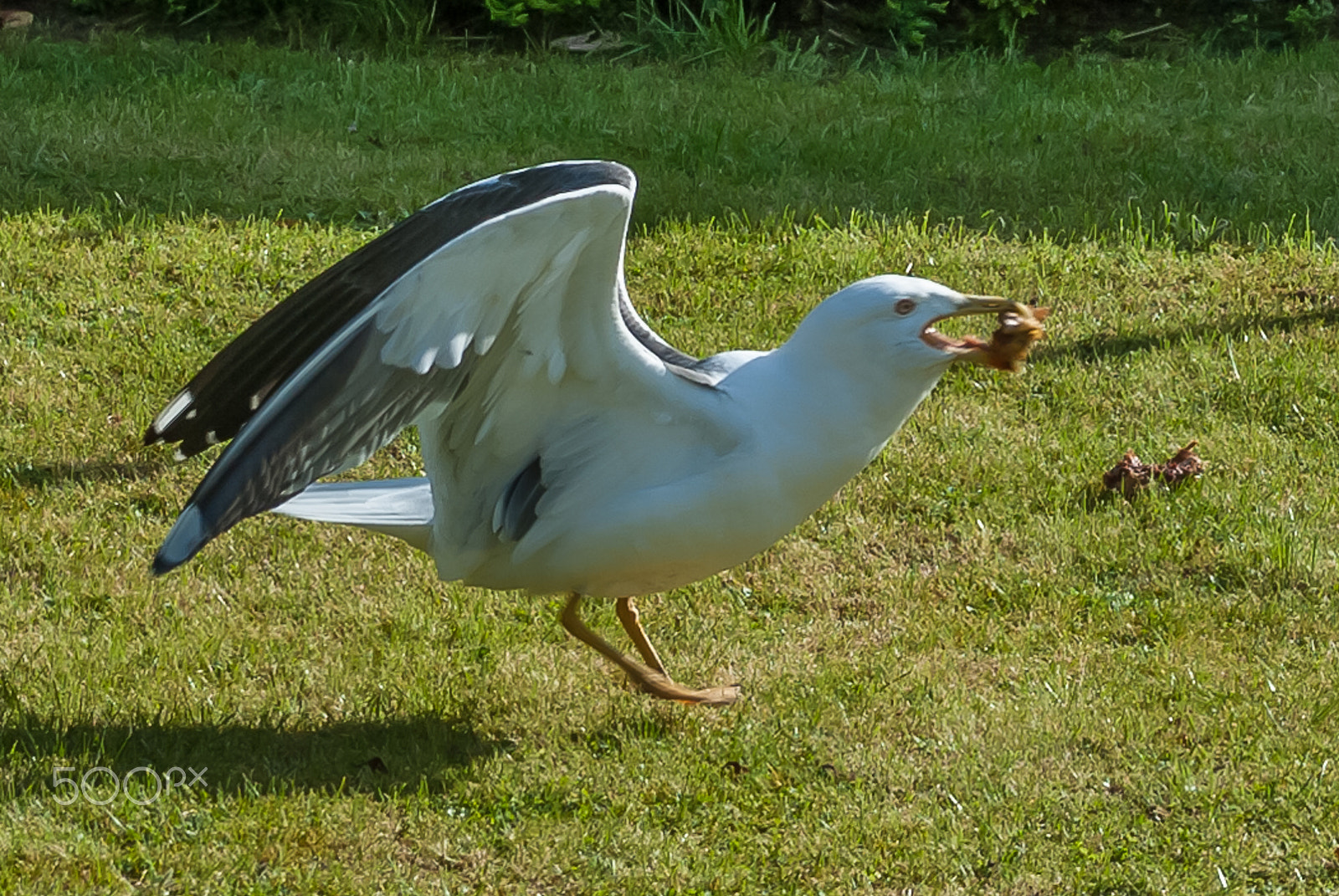 Nikon D200 sample photo. Snack attack photography