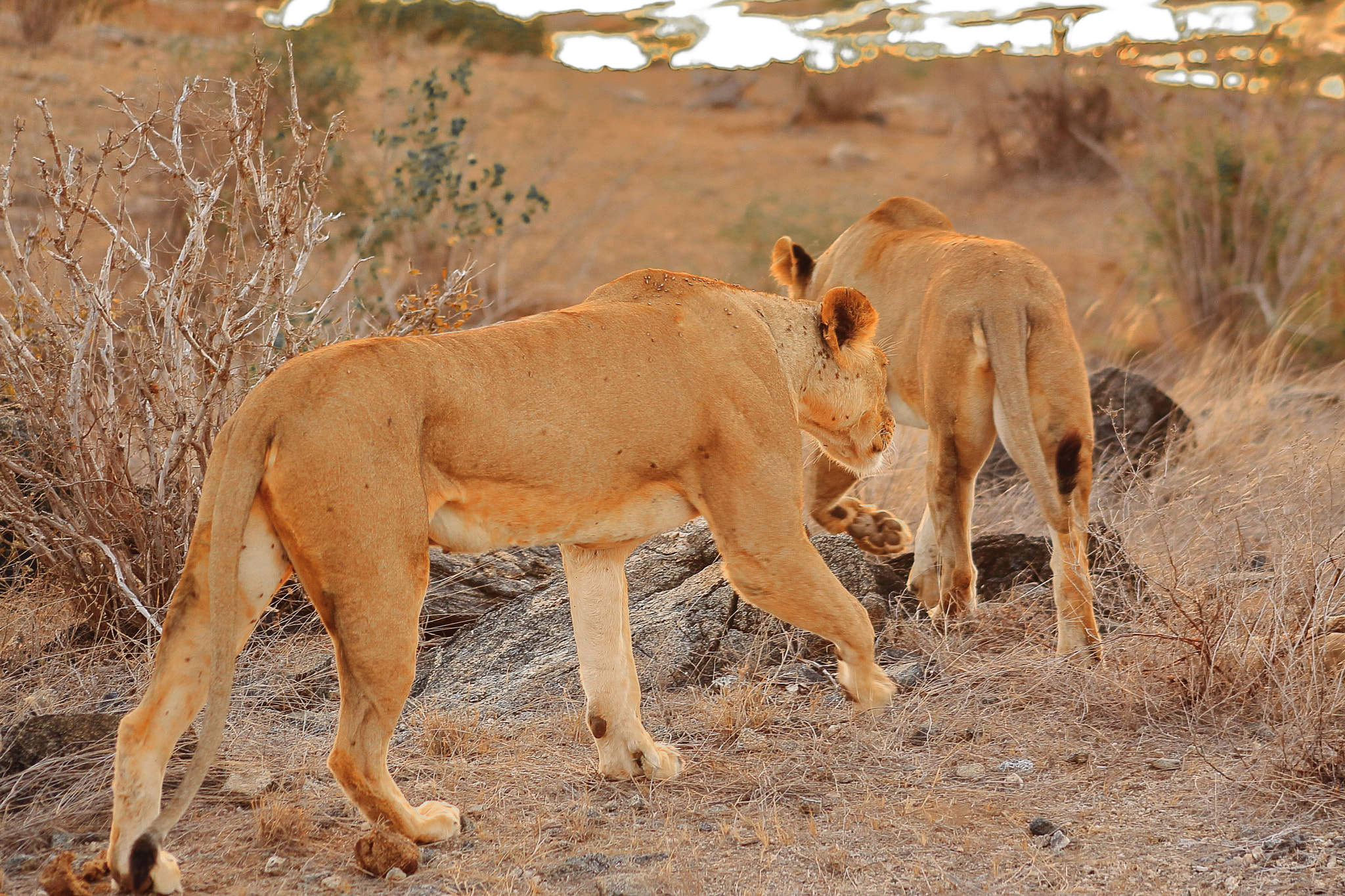 Canon EOS 50D sample photo. Kenia lions photography