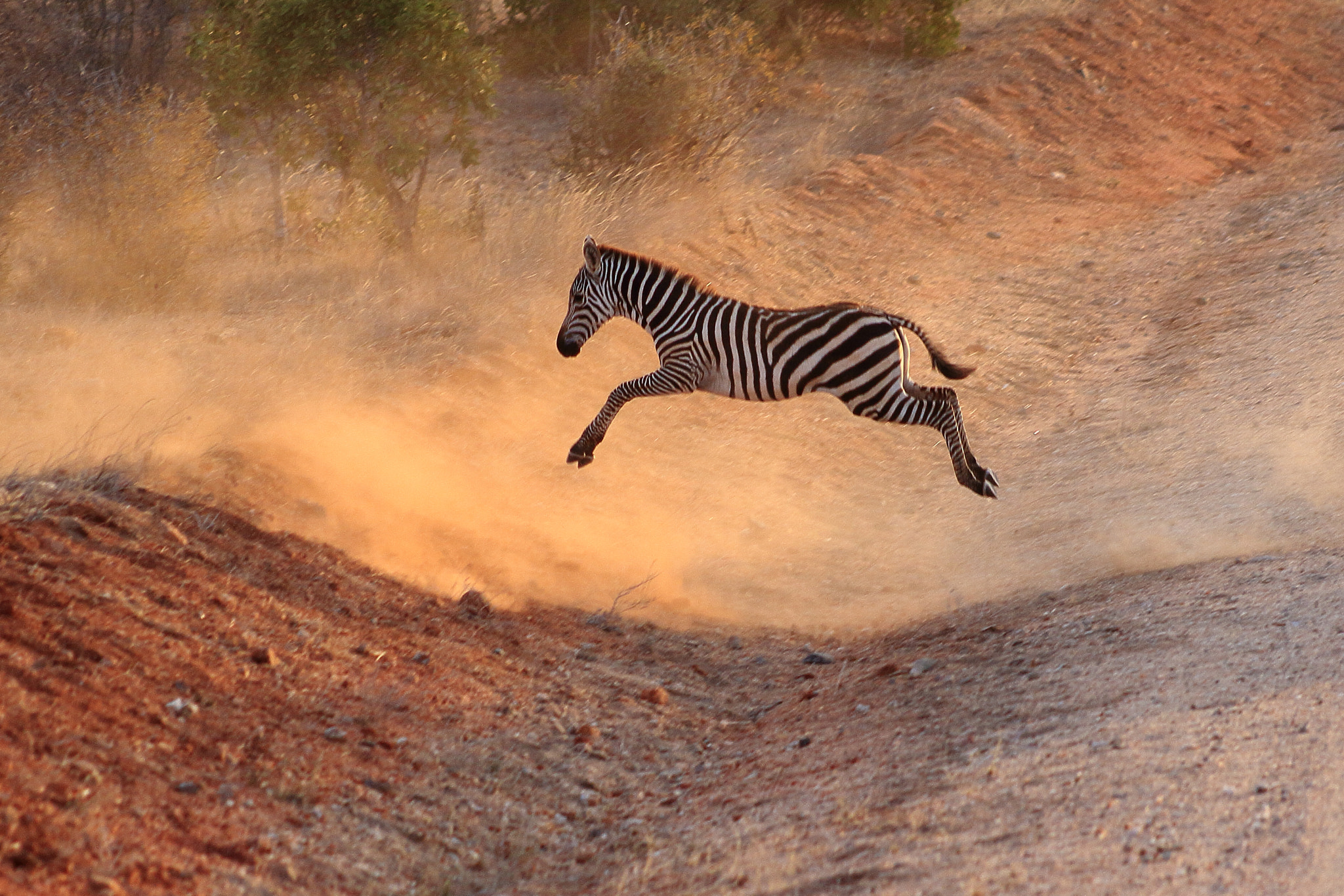 Canon EOS 50D sample photo. Kenia young zebra photography