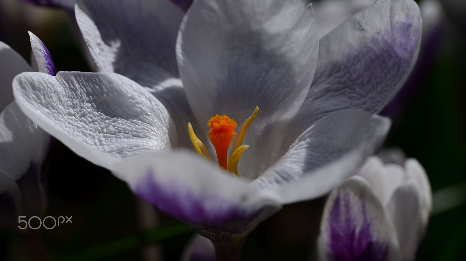 Nikon D800 + Sigma 150mm F2.8 EX DG OS Macro HSM sample photo. Wild krokus photography