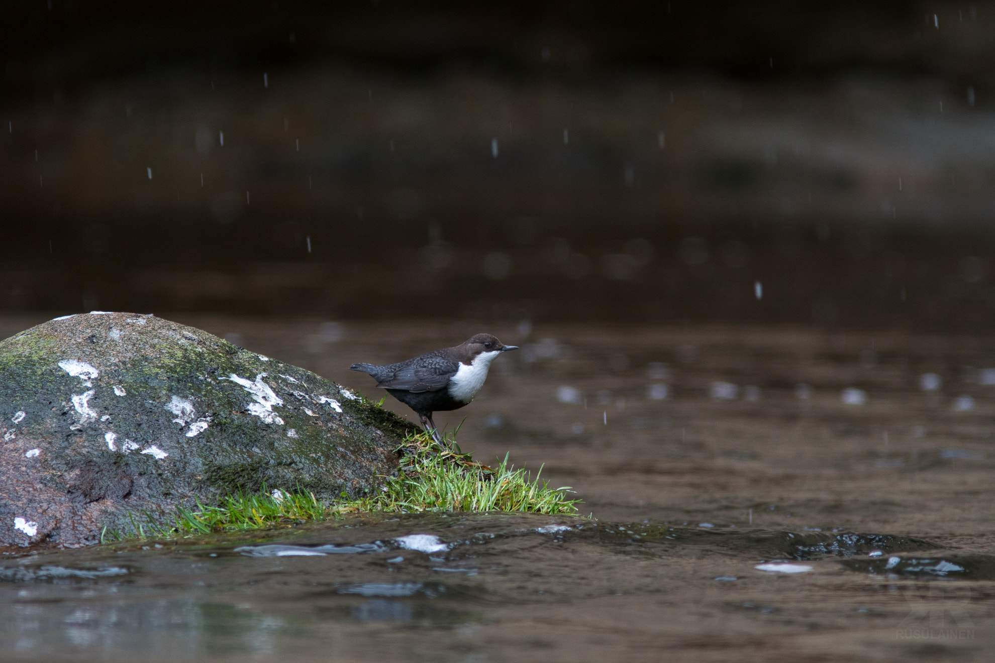 Sony a6300 sample photo. Where is my umbrella? photography