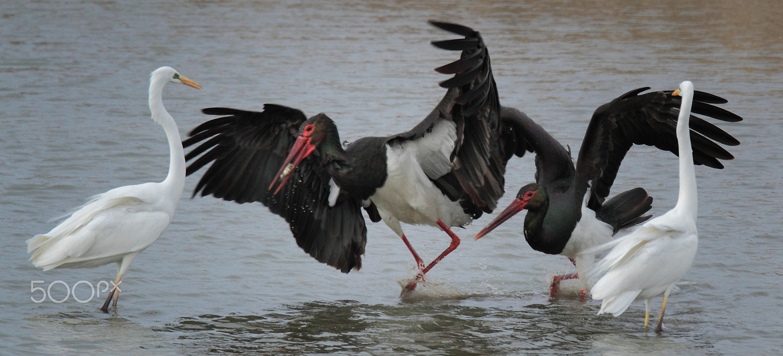 Tamron SP 150-600mm F5-6.3 Di VC USD sample photo. Black storks on fishing ... photography