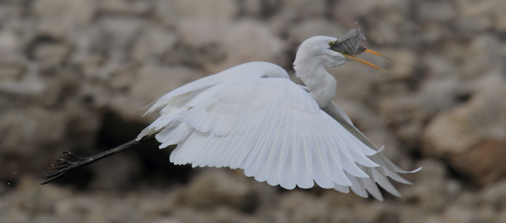 Tamron SP 150-600mm F5-6.3 Di VC USD sample photo. Breakfast take away ... photography