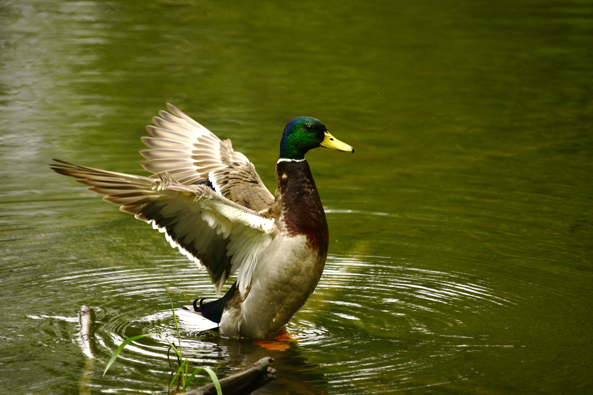 Nikon D800E + Sigma 150-500mm F5-6.3 DG OS HSM sample photo. Mallards photography