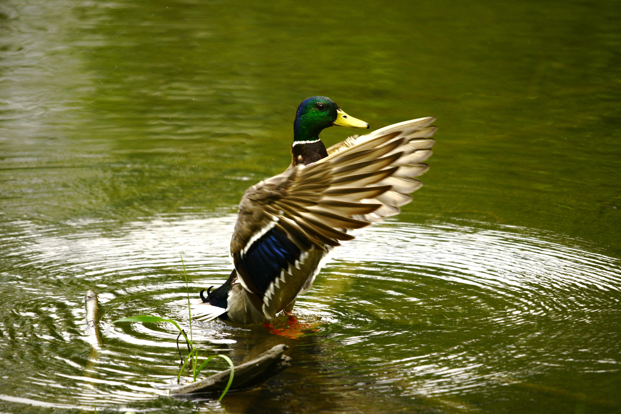 Nikon D800E + Sigma 150-500mm F5-6.3 DG OS HSM sample photo. Mallards photography