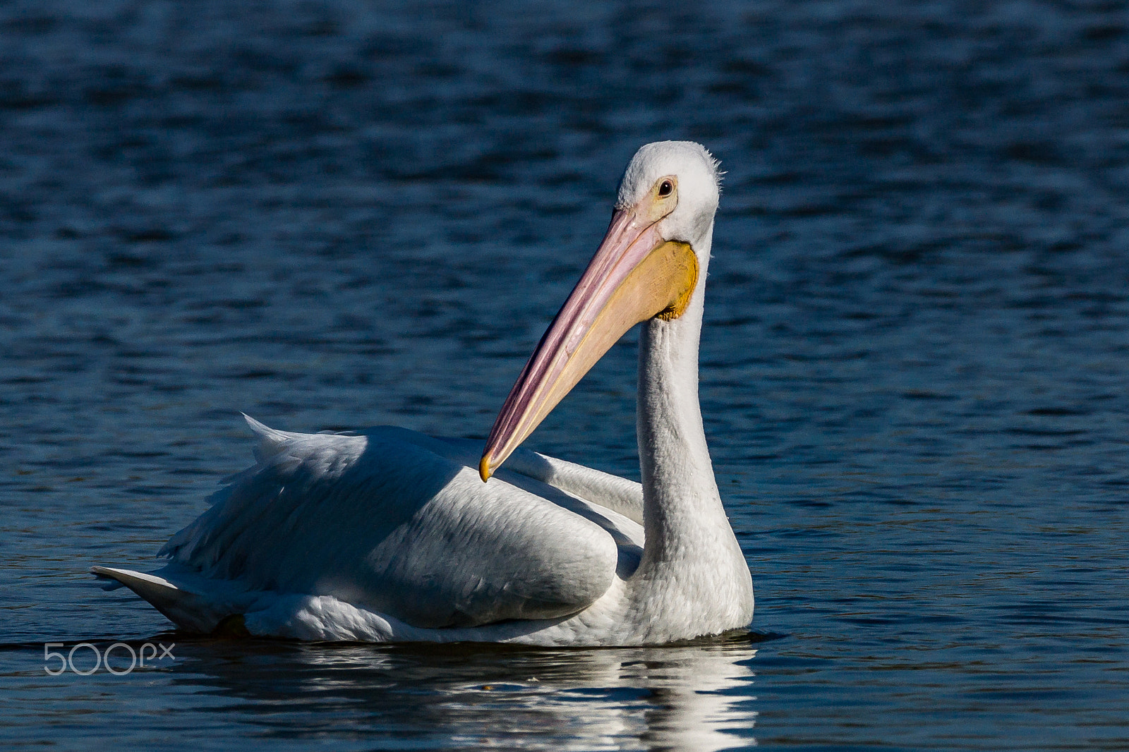 Sony 70-300mm F4.5-5.6 G SSM sample photo. White on blue photography