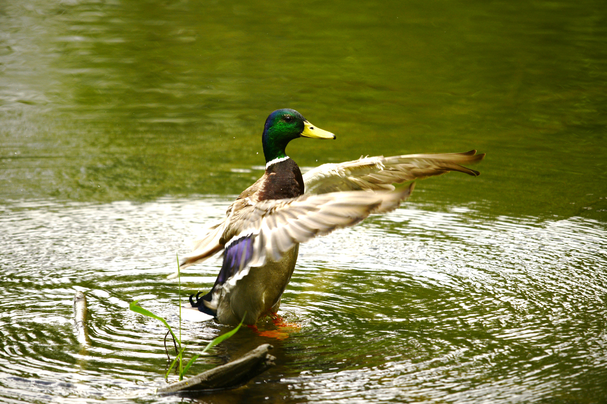 Nikon D800E sample photo. Mallards photography