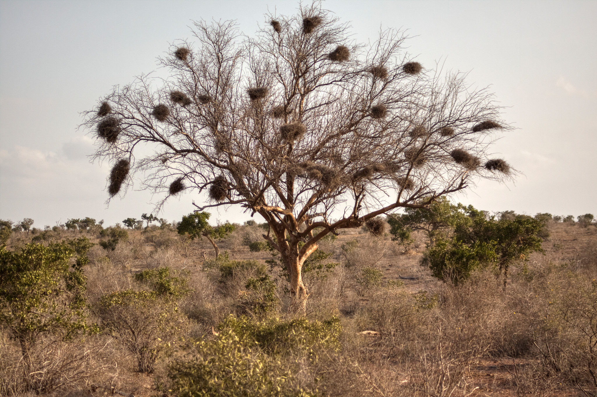 Canon EOS 50D + EF75-300mm f/4-5.6 sample photo. Kenia the nests photography